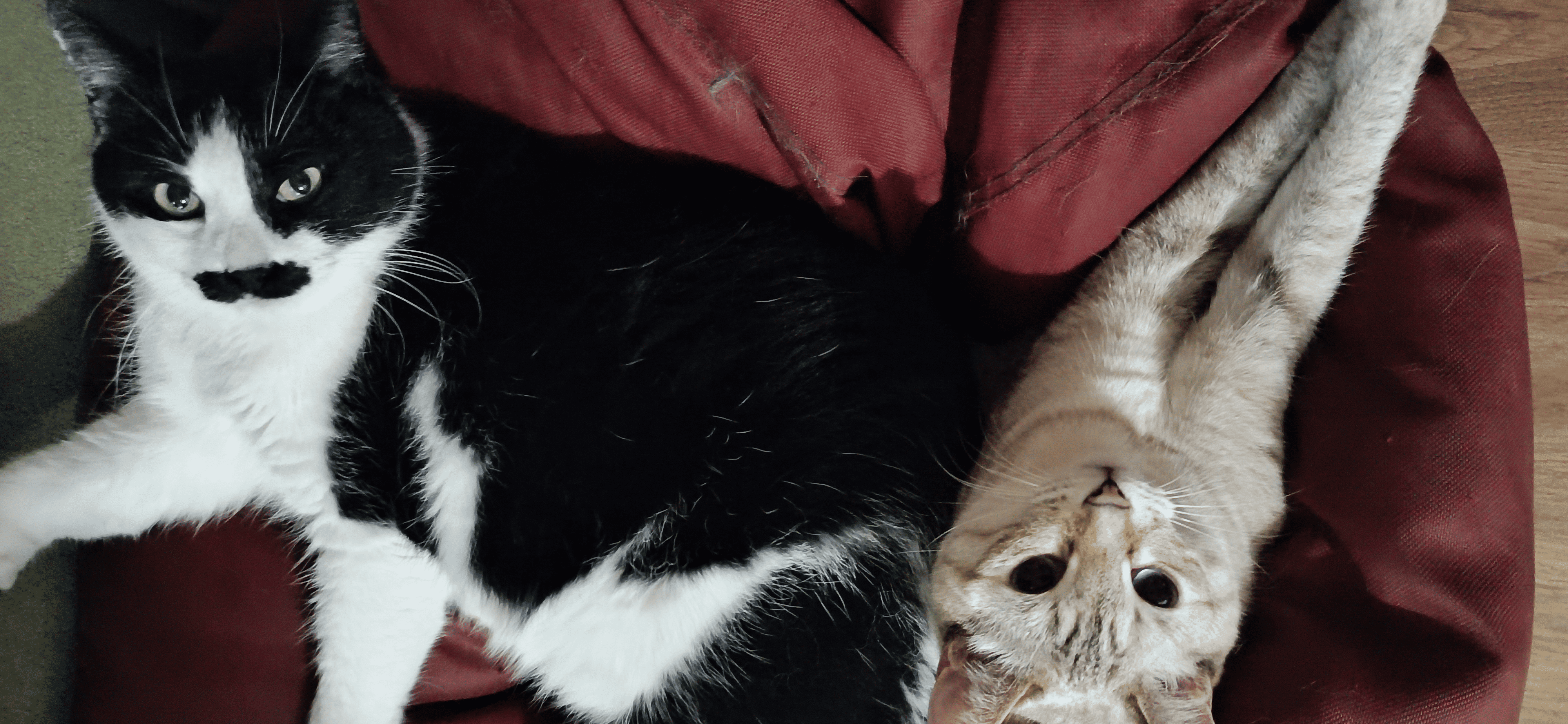 Фото питомцев: кот Чарли и кошка Люська наслаждаются жизнью