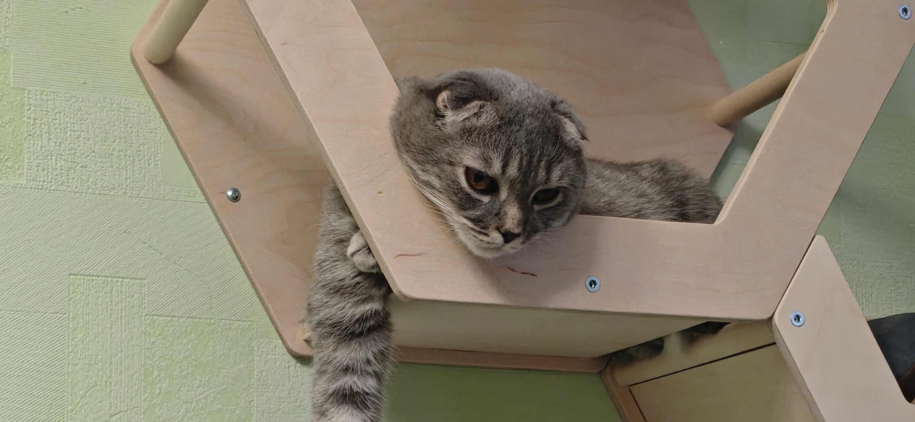 Фото питомцев: коты Черныш и Крис и кошка Ириска увлечены работой по дому