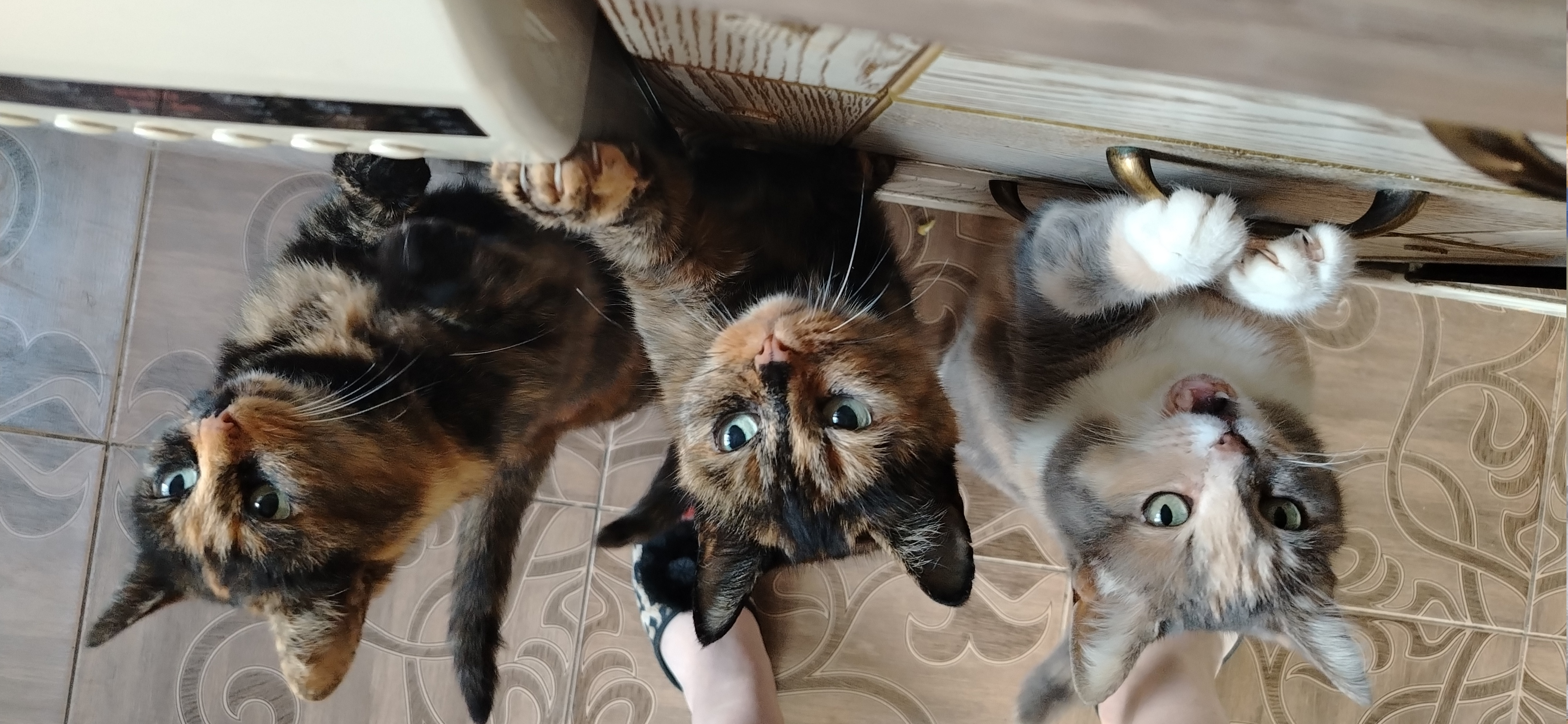 Фото питомцев: кошки Чита, Жанна и Джуна просят еду