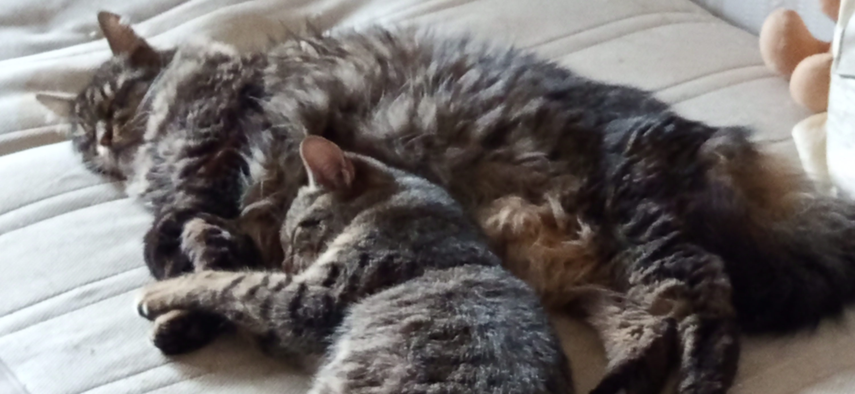 Фото питомцев: два кота лежат в обнимку