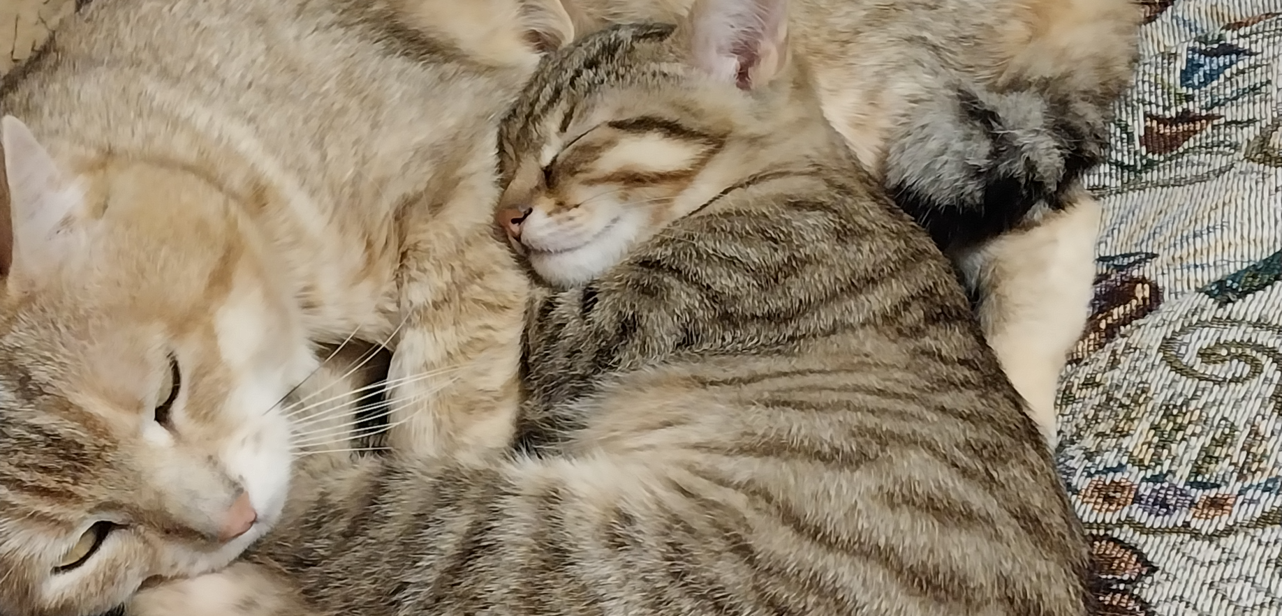 Фото питомца: два кота спят в обнимку