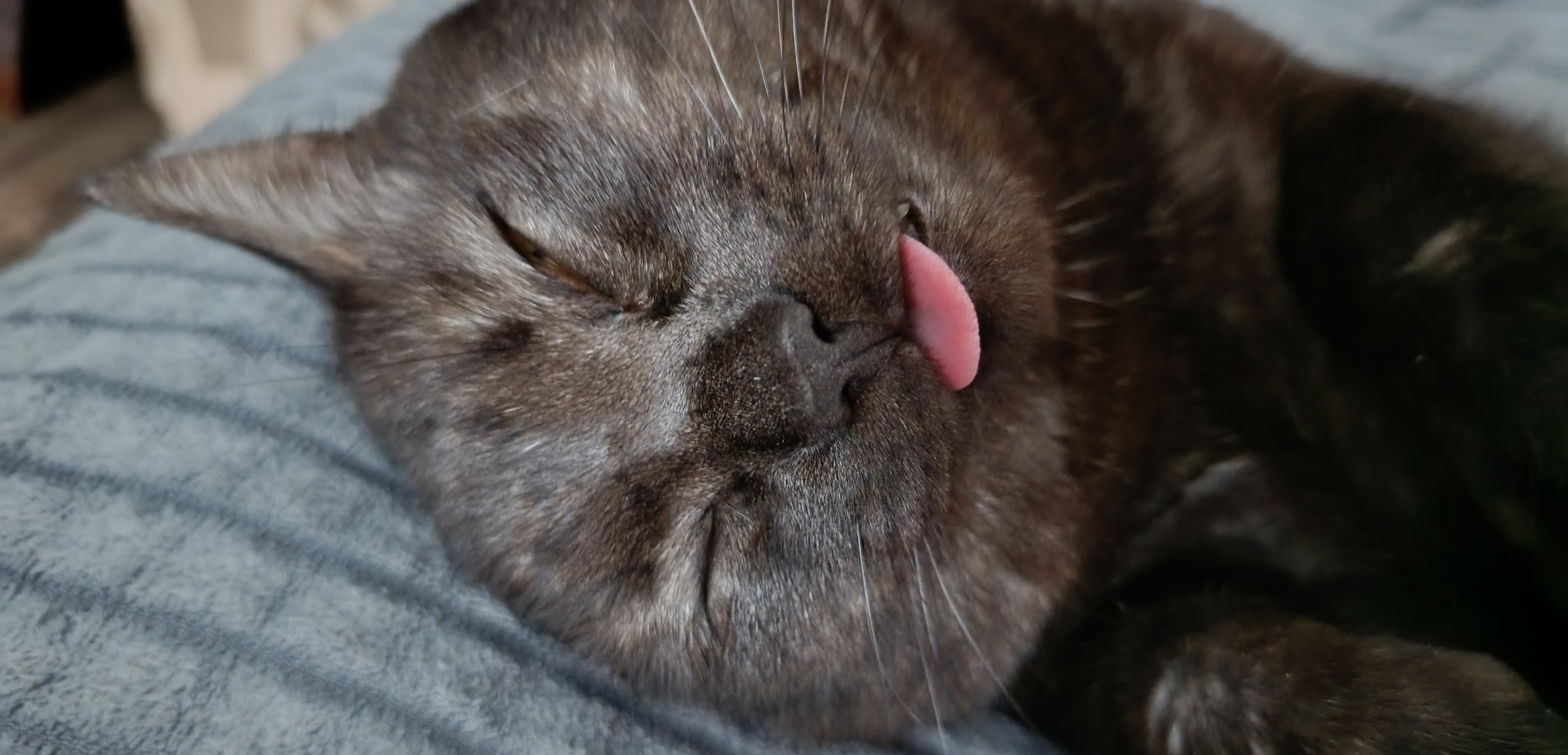 Фото питомцев: коты Джек и Марсик гримасничают