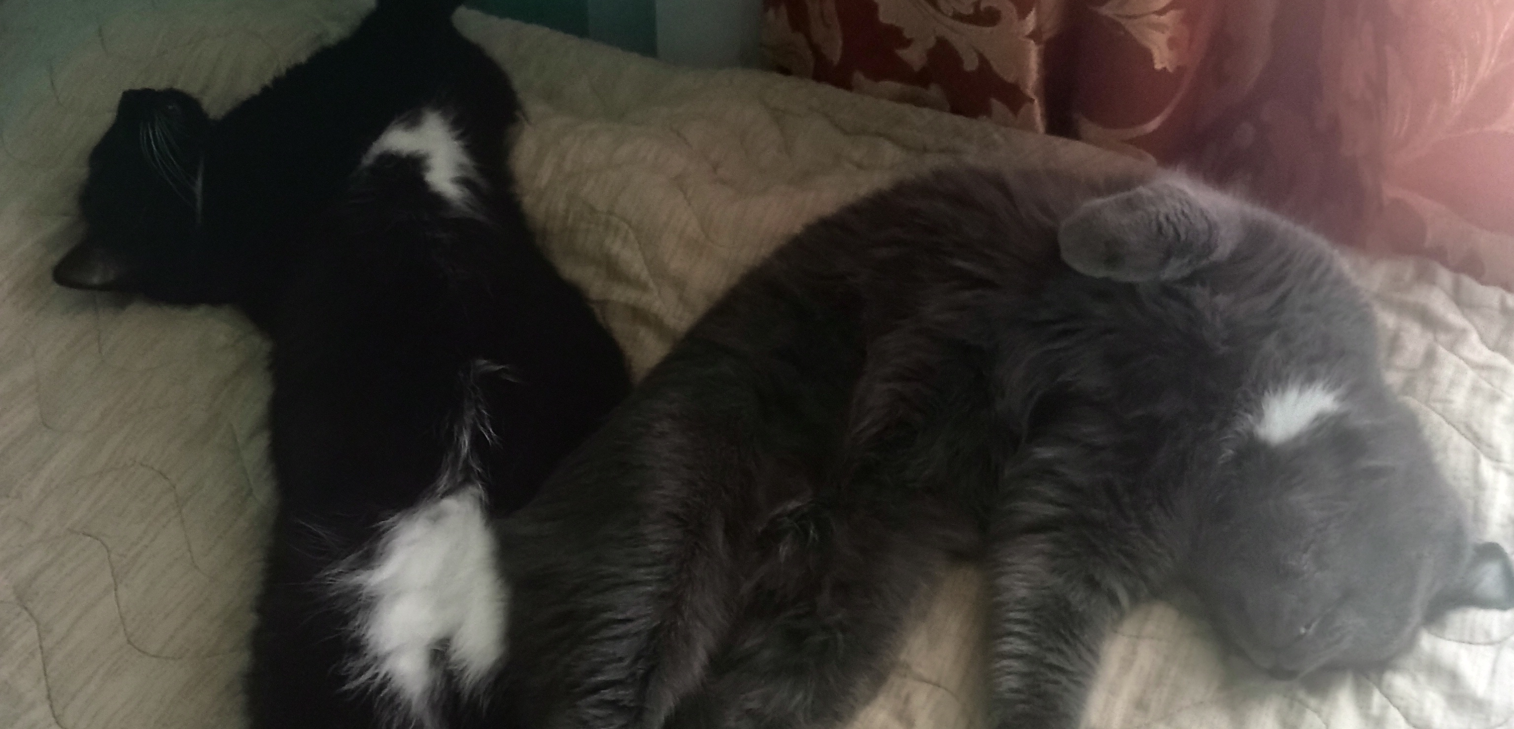 Фото питомцев: кот Фил и кошка Алиса отдыхают