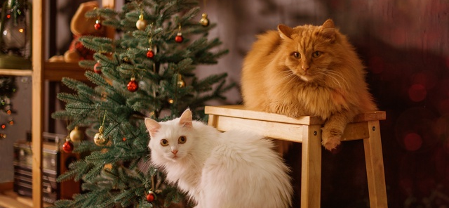 Фото питомцев: коты Филимон и Снежок помогают в творчестве и подготовке к Новому году