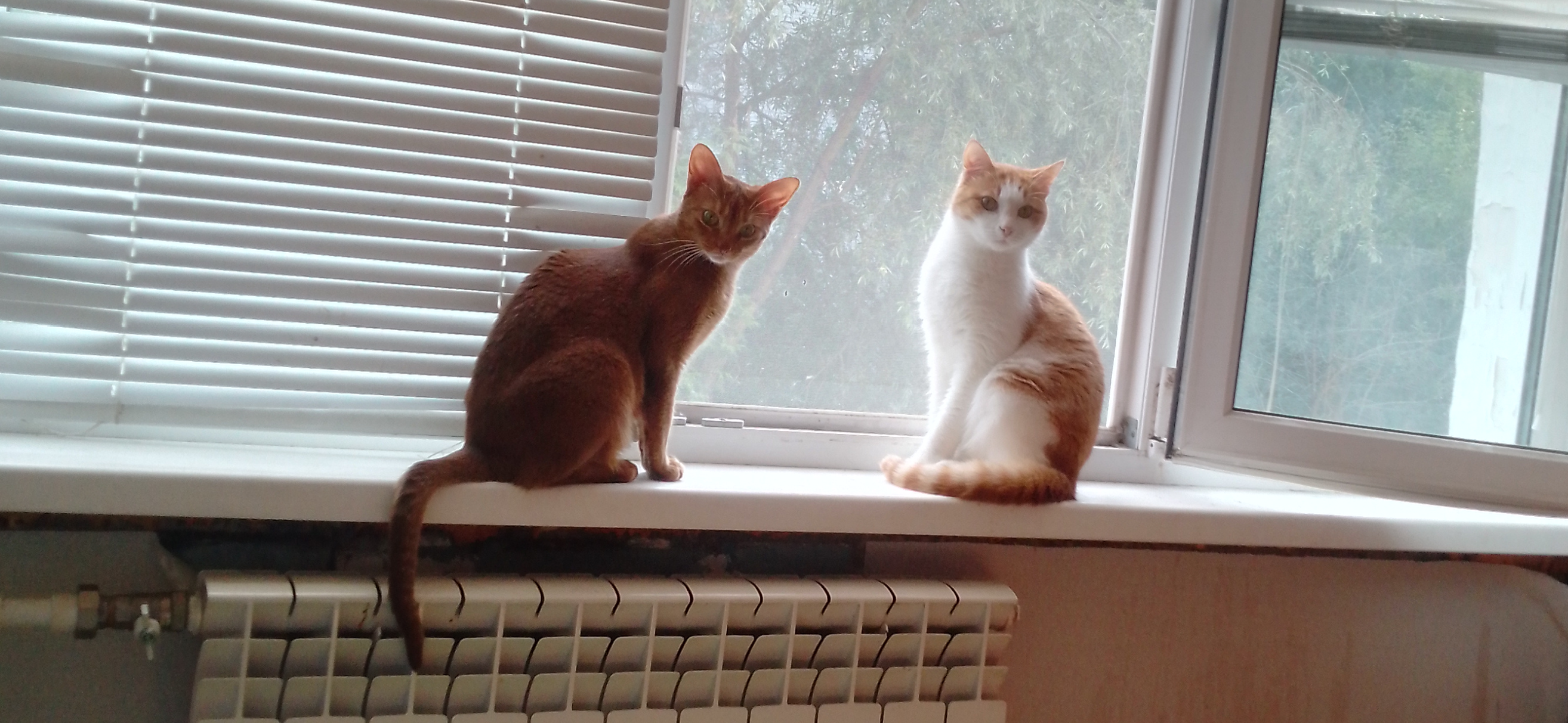 Фото питомцев: кошки Флокушка и Эфечка демонстрируют дружбу