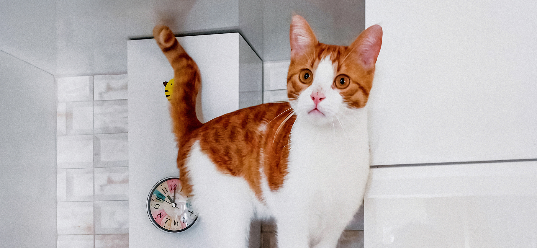 «Выросла наглая морда»: 13 котов, которым повезло найти новый дом