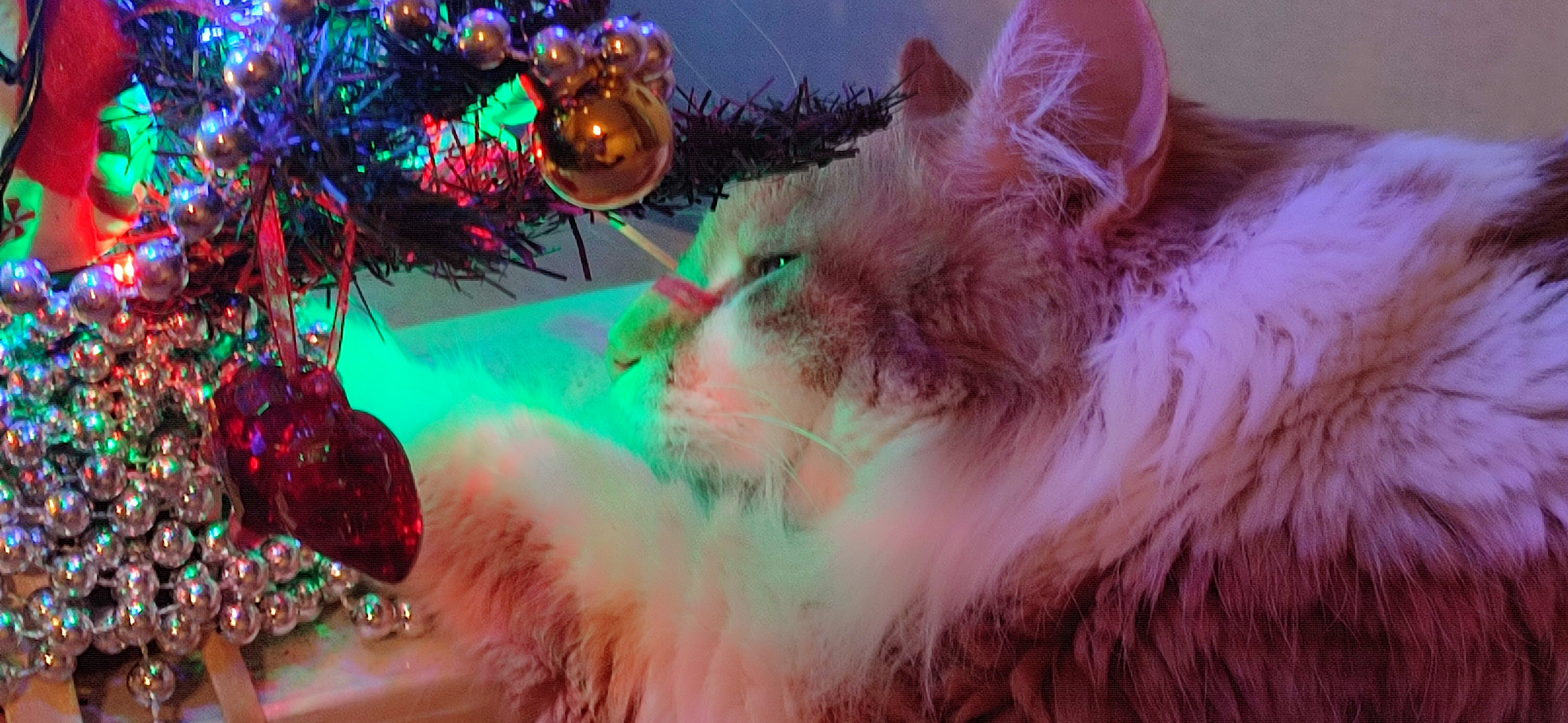 Фото питомцев: коты готовятся к встрече Нового года