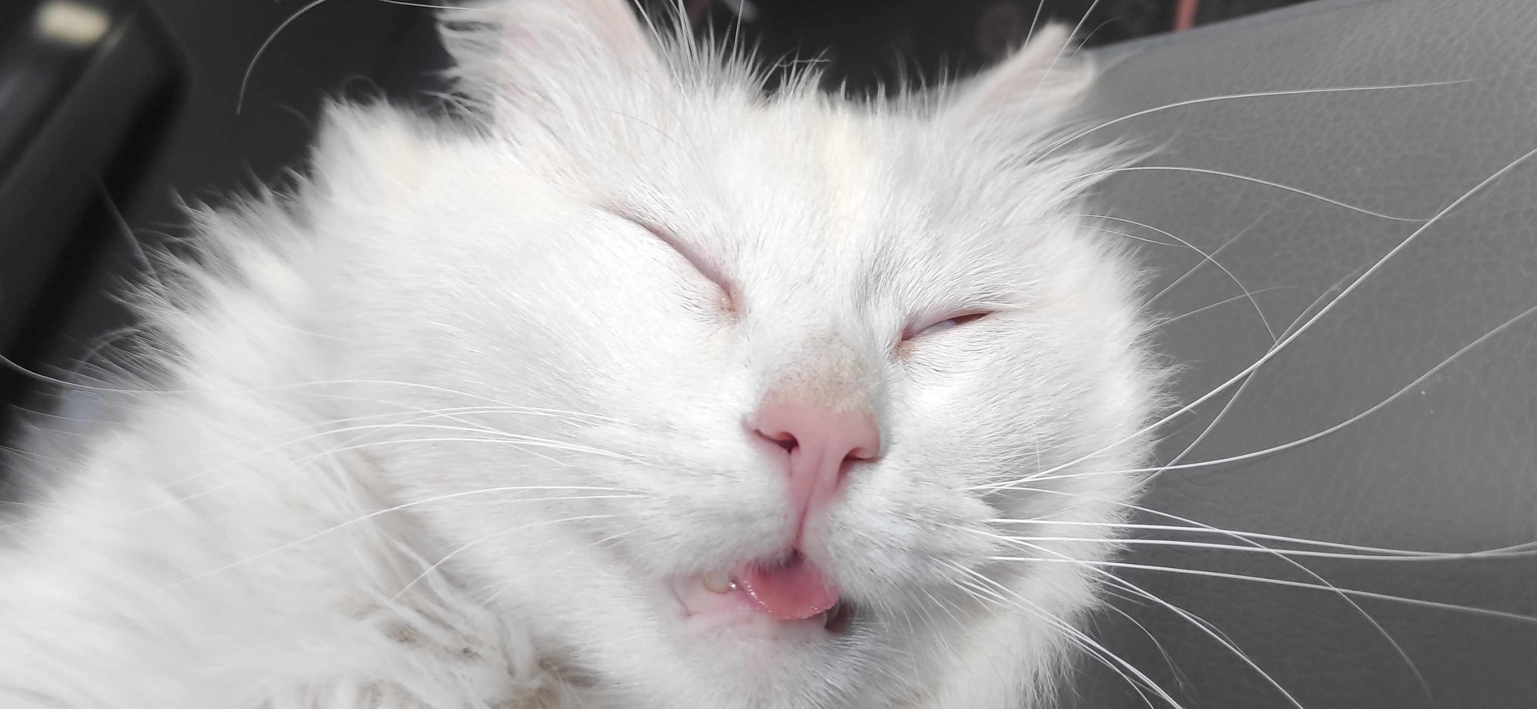 Фото питомцев: кот Граф и кошка Фрося наслаждаются жизнью