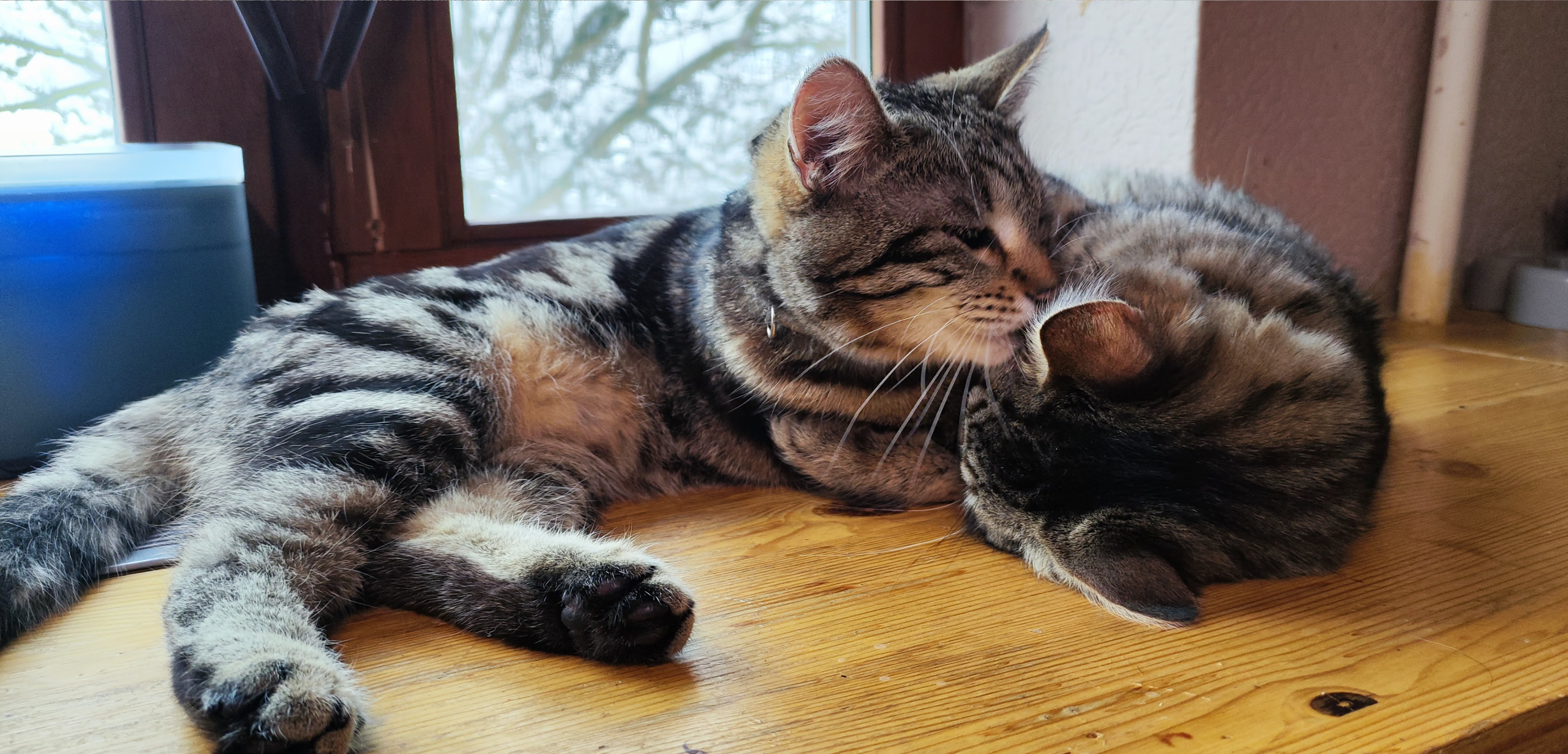 Фото питомцев: кошки и собаки наслаждаются жизнью