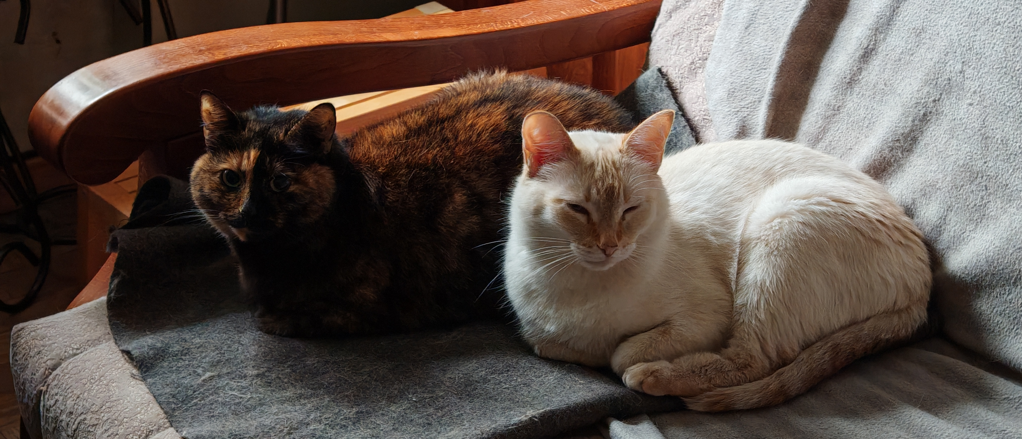 Фото питомцев: кот Хьюстон и кошка Донна Мара дают добро на выполнение трудовых повинностей