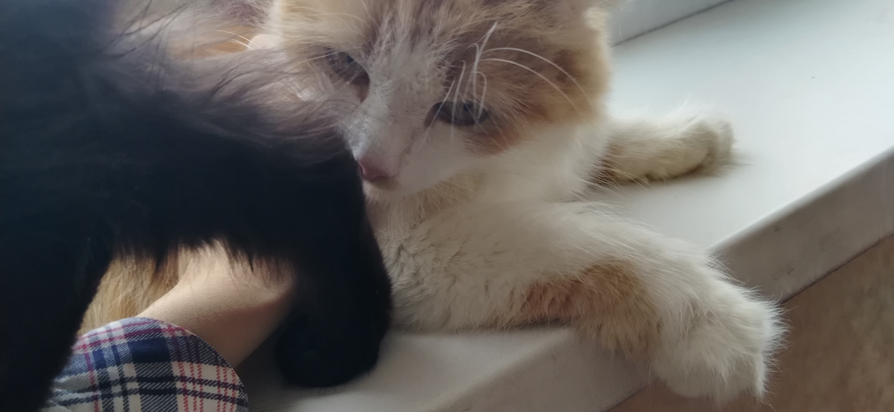 Фото питомцев: кошка Клео вмешивается в размеренное существование кота Алекса