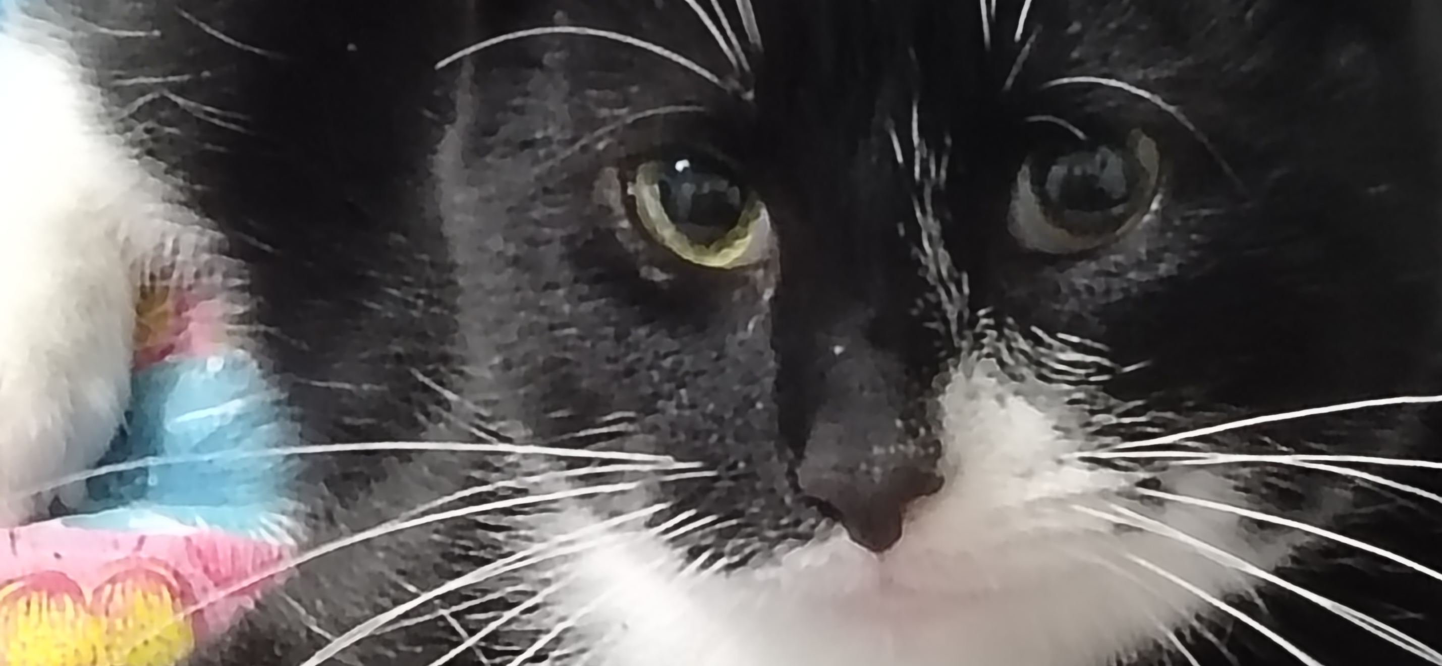 Фото питомцев: коты Кузьма и Тишка отдыхают