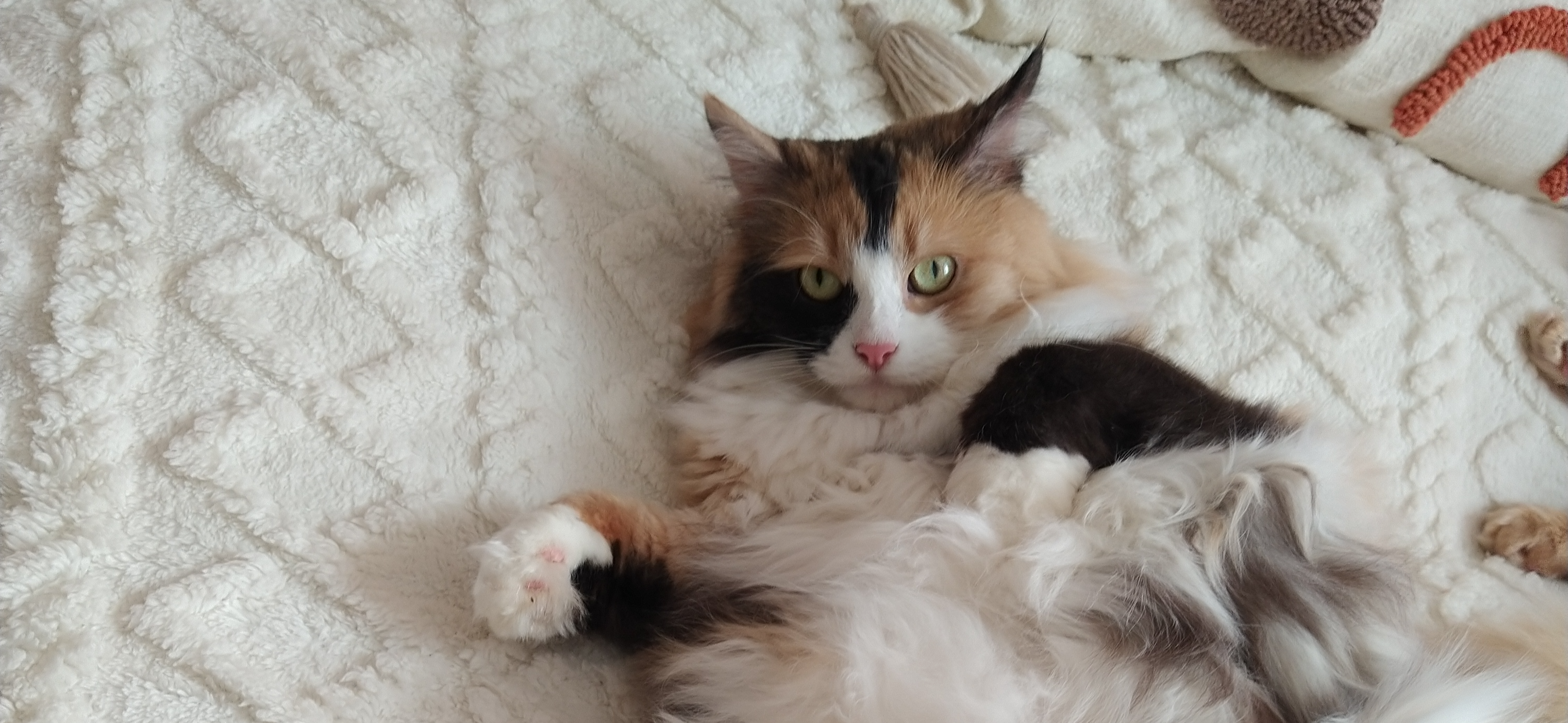 Фото питомцев: кошка Лапка и кот Тимоша отдыхают