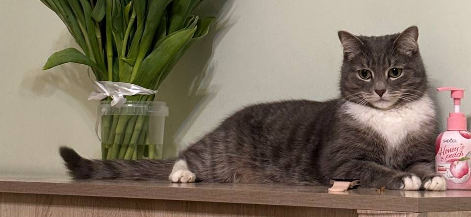 Фото питомцев: кошка Маечка и кот Мурзик поздравляют с 8 марта