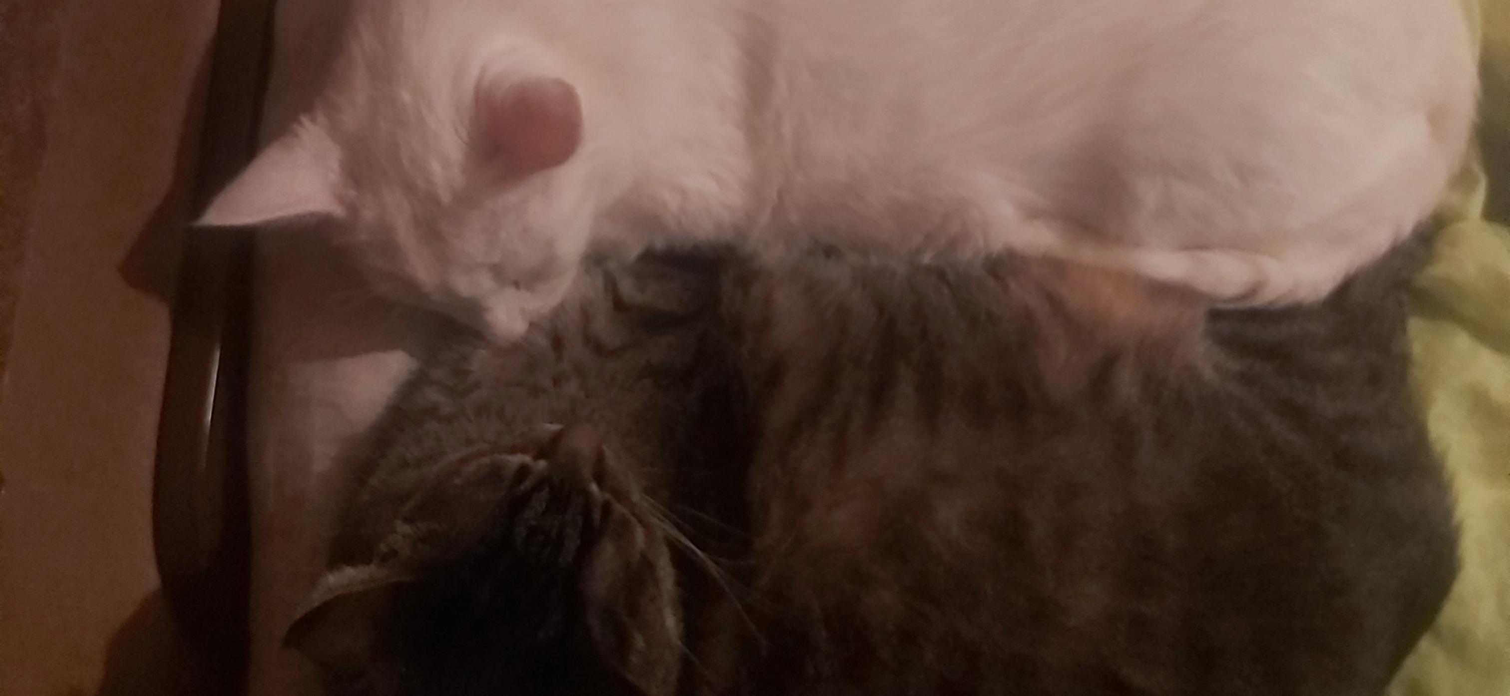 Фото питомцев: кот Маркиз и кошки Брынза и Муся отдыхают