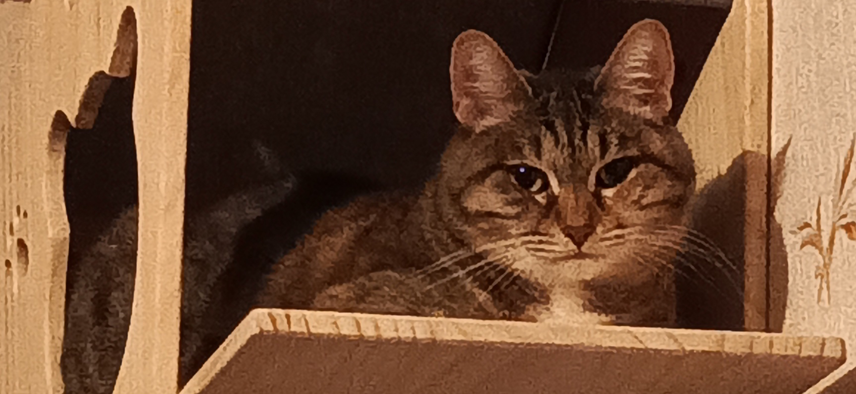 Фото питомцев: кот Маркиз и кошка Мура демонстрируют дружбу