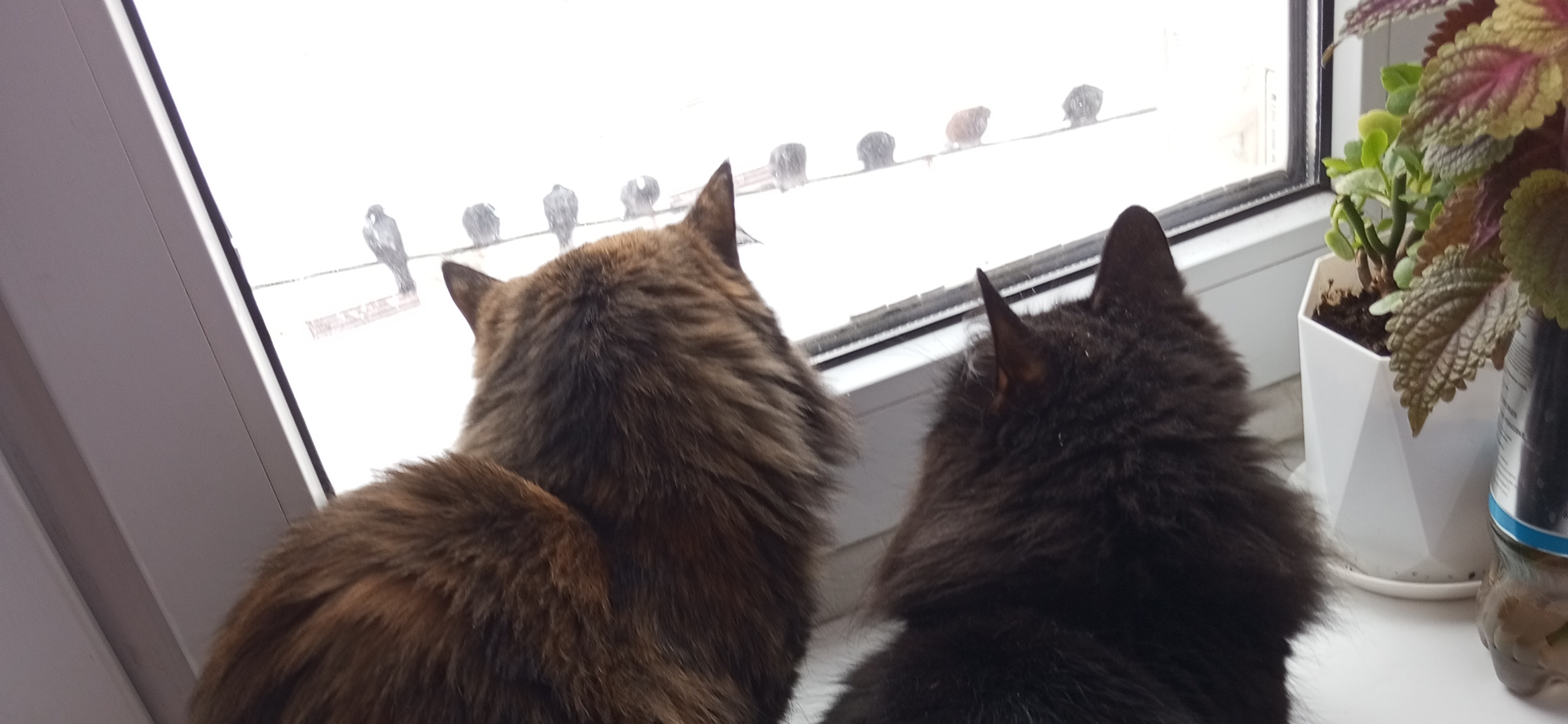 Фото питомцев: кошки Маркиза и Рыся охотятся на голубей