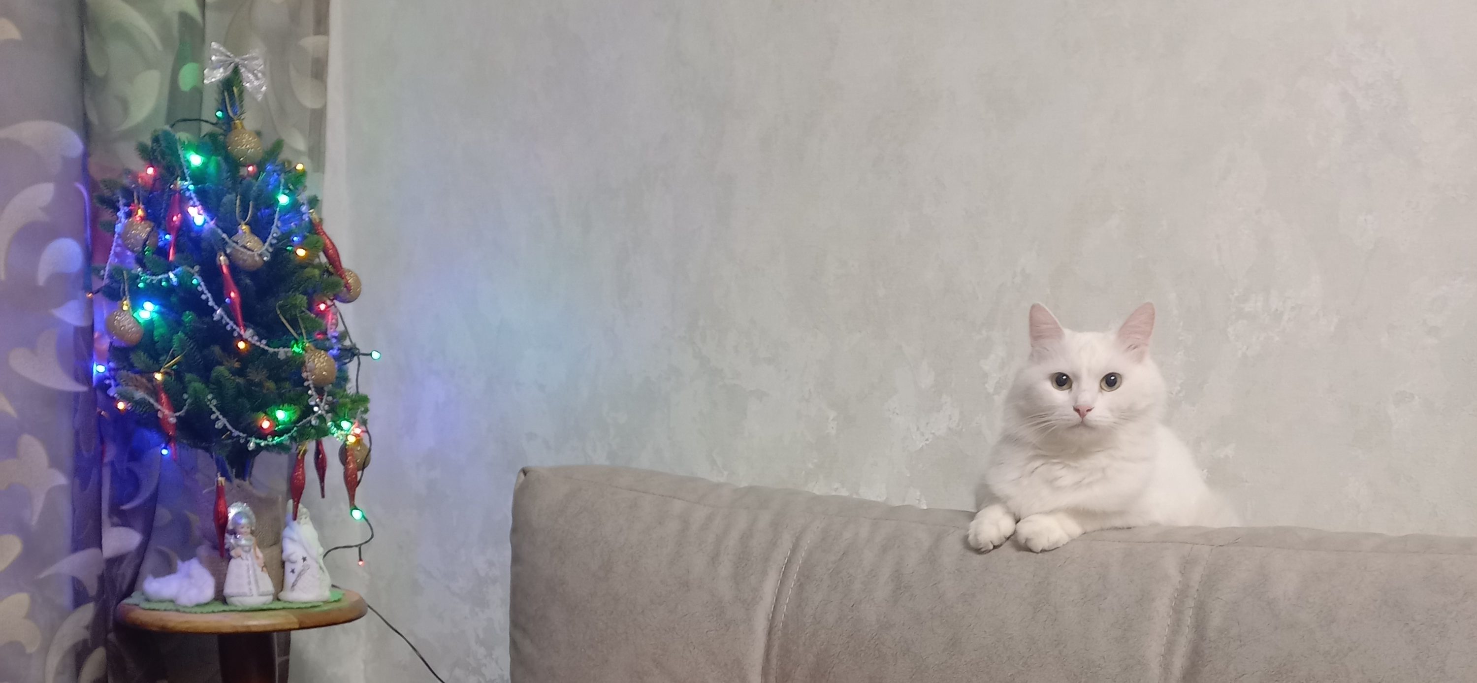 Фото питомцев: кот Марс и кошка Василиса готовятся к Новому году