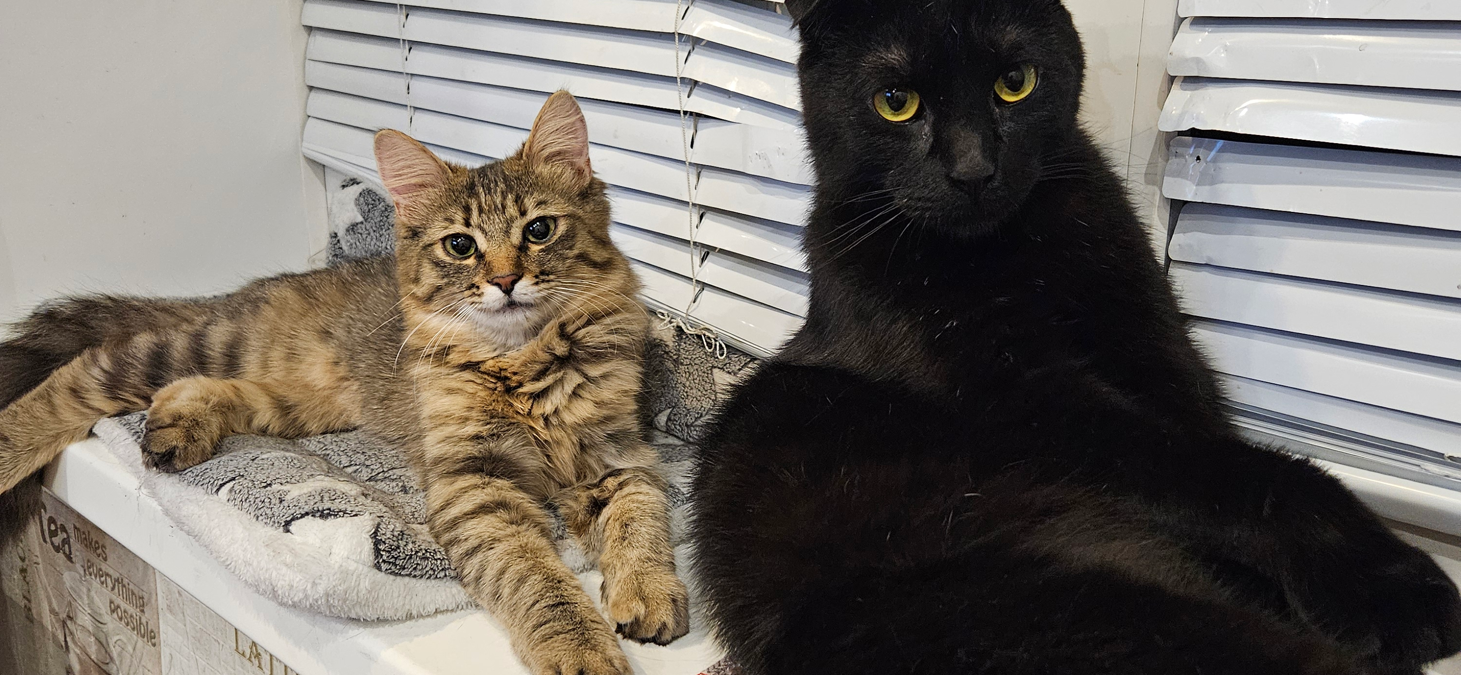 Фото питомцев: кот Марсель и кошка Василиса отдыхают после ужина