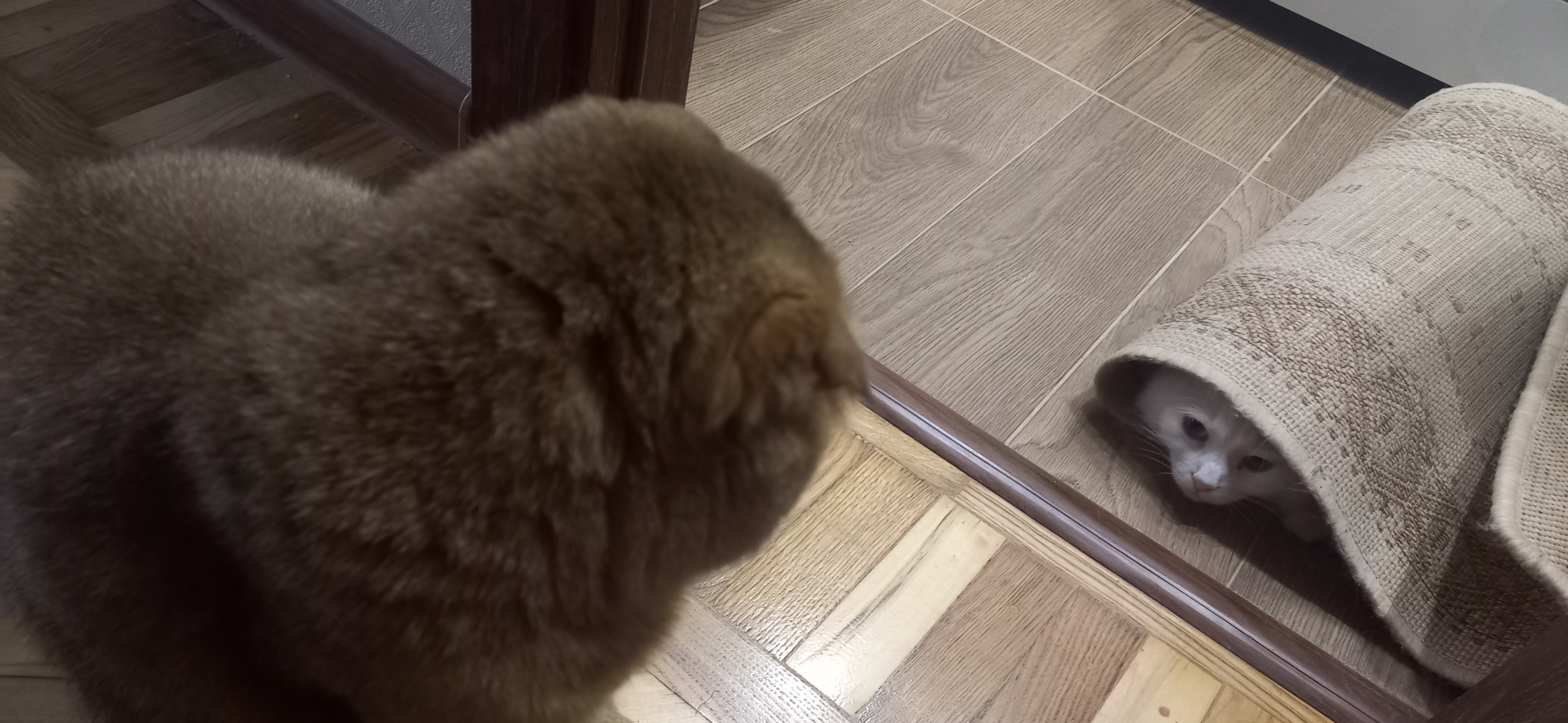 Фото питомцев: кот Марсик и кошка Василиса играют в прятки