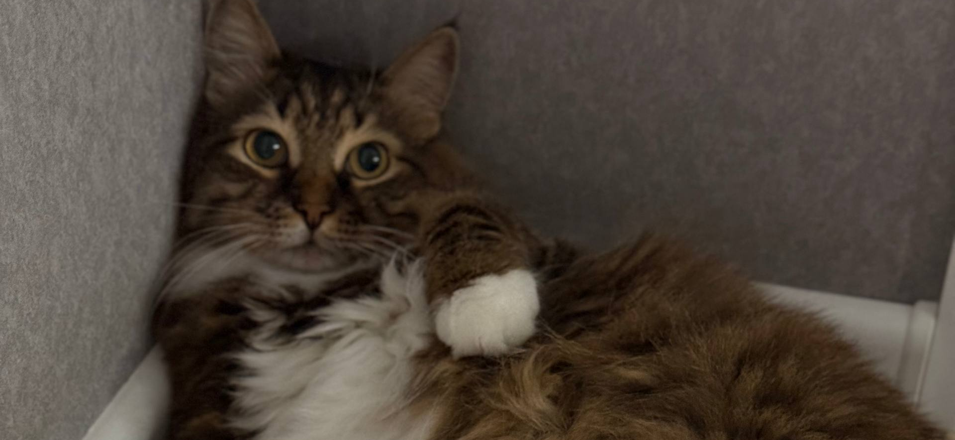 Фото питомцев: мейн-кун Марвин и кот Эрик отдыхают