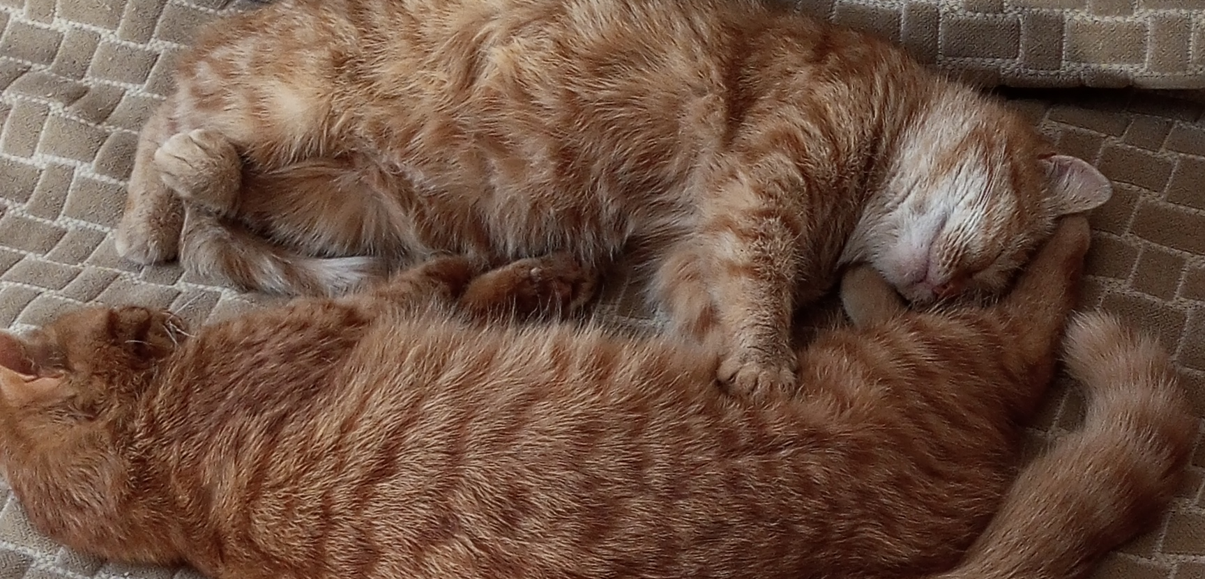 Фото питомцев: кошка Маша и кот Ричи спят в обнимку