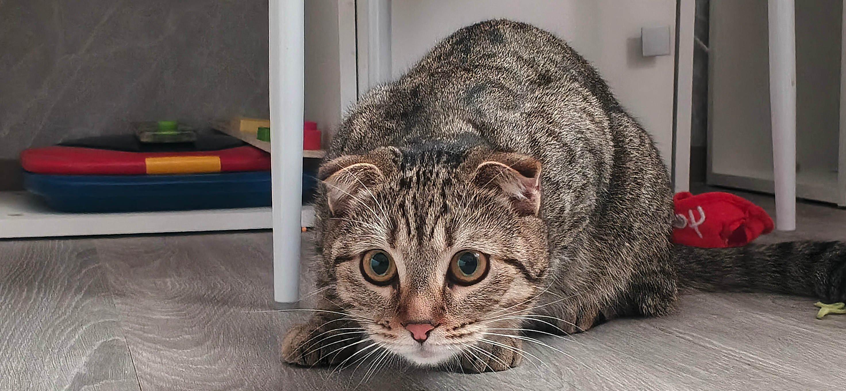 Фото питомцев: кот Мэйсон и кошка Лэси позируют