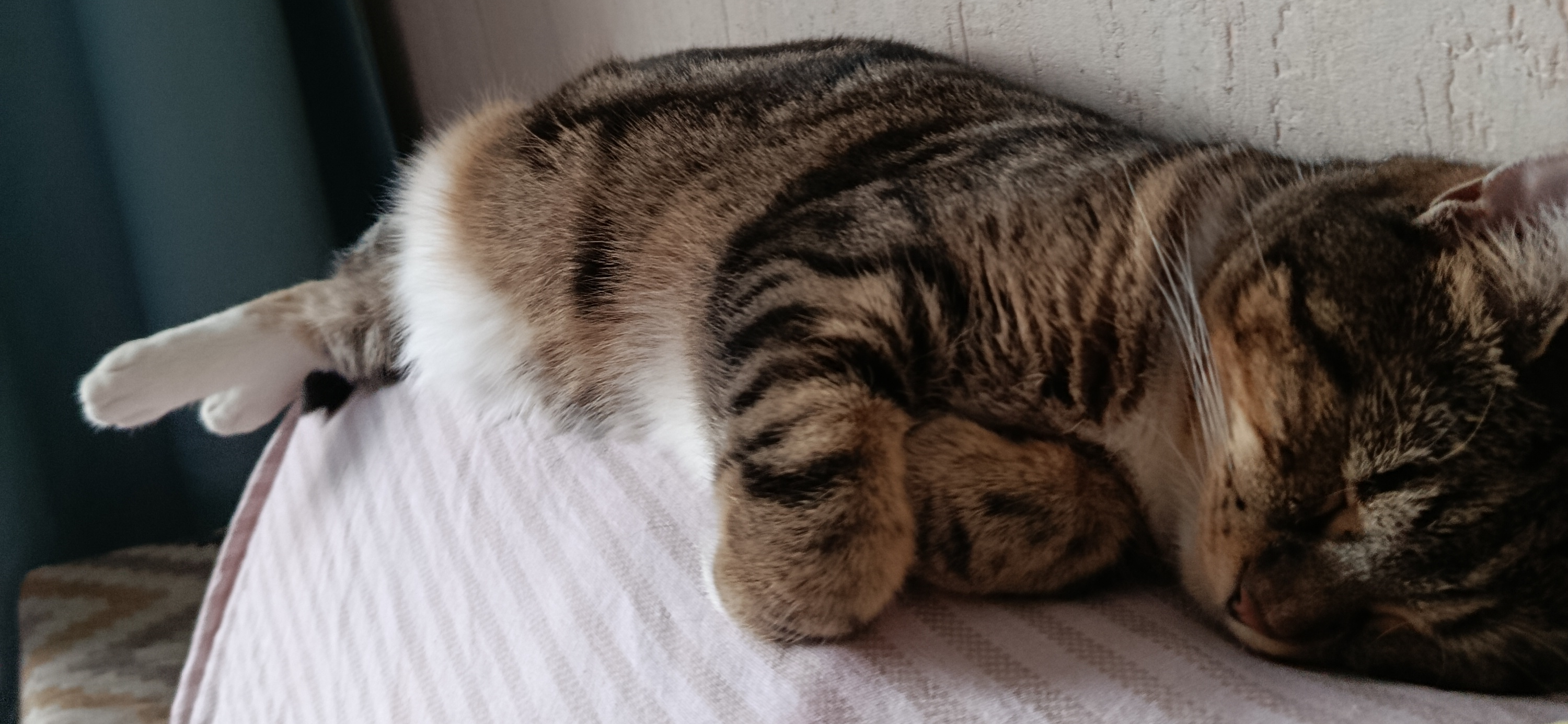 Фото питомцев: кошки Мери Маруся и Шерри отдыхают