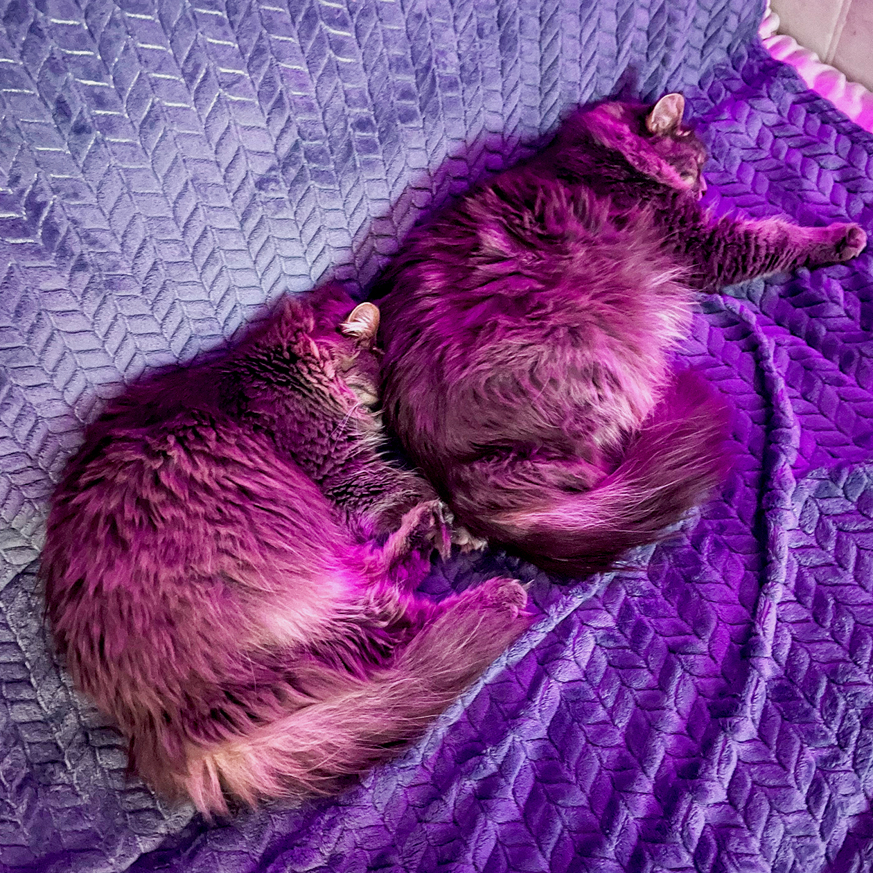 Специальные лежанки котам не нужны — они спят где хотят