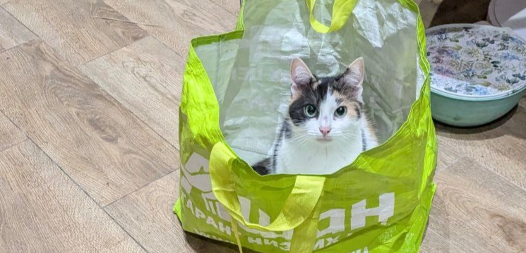 Фото питомцев: кошка Мотя сидит в сумке, а кот Криша рядом