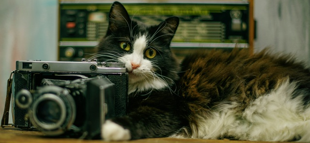 Фото питомцев: коты, которые жили у меня на передержке, позируют