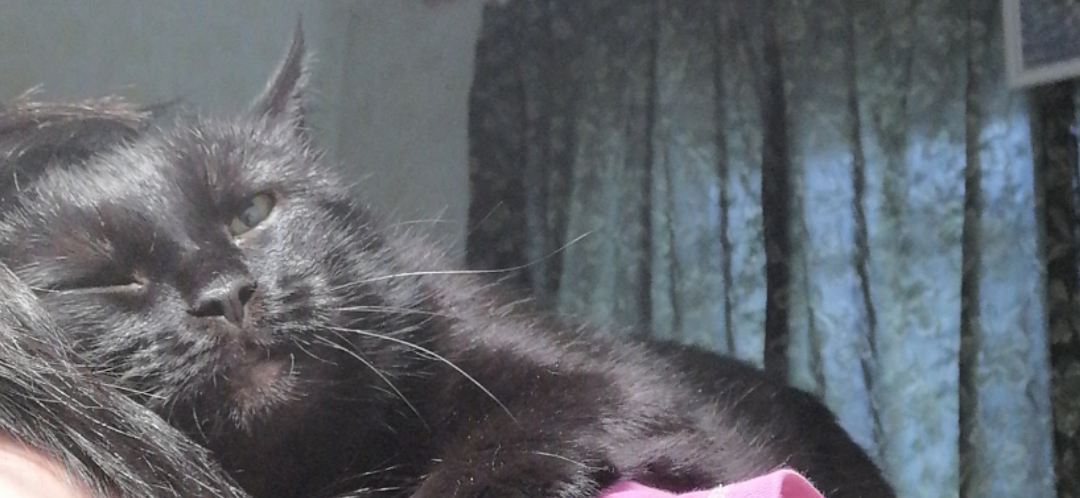 Фото питомцев: коты наслаждаются жизнью