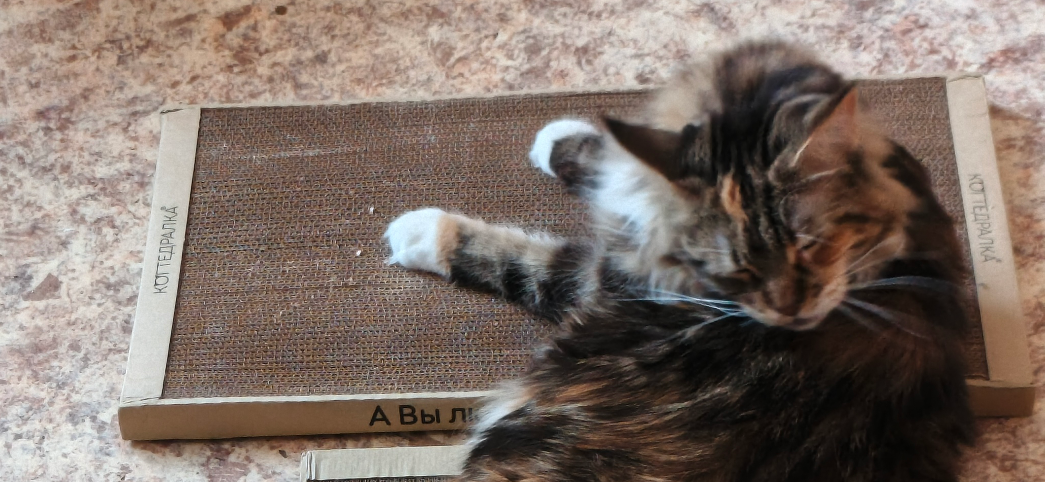 Фото питомцев: кошки наслаждаются жизнью