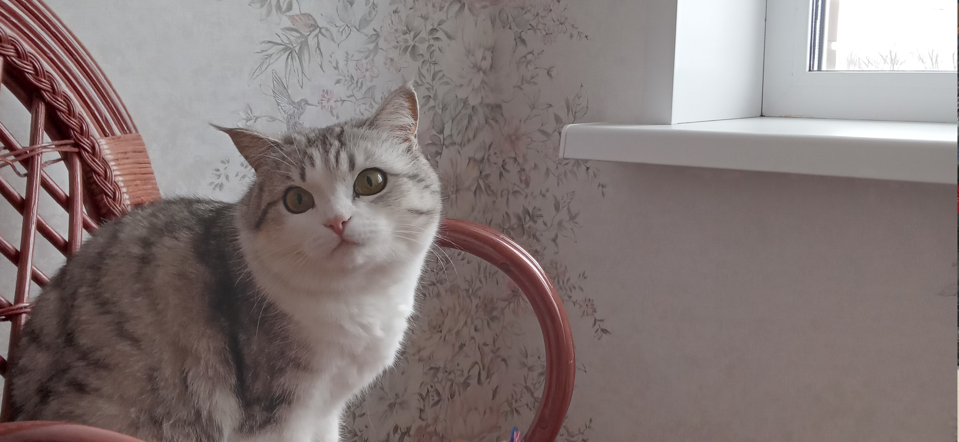 Фото питомцев: кошка Нюша и кот Тиша отдыхают