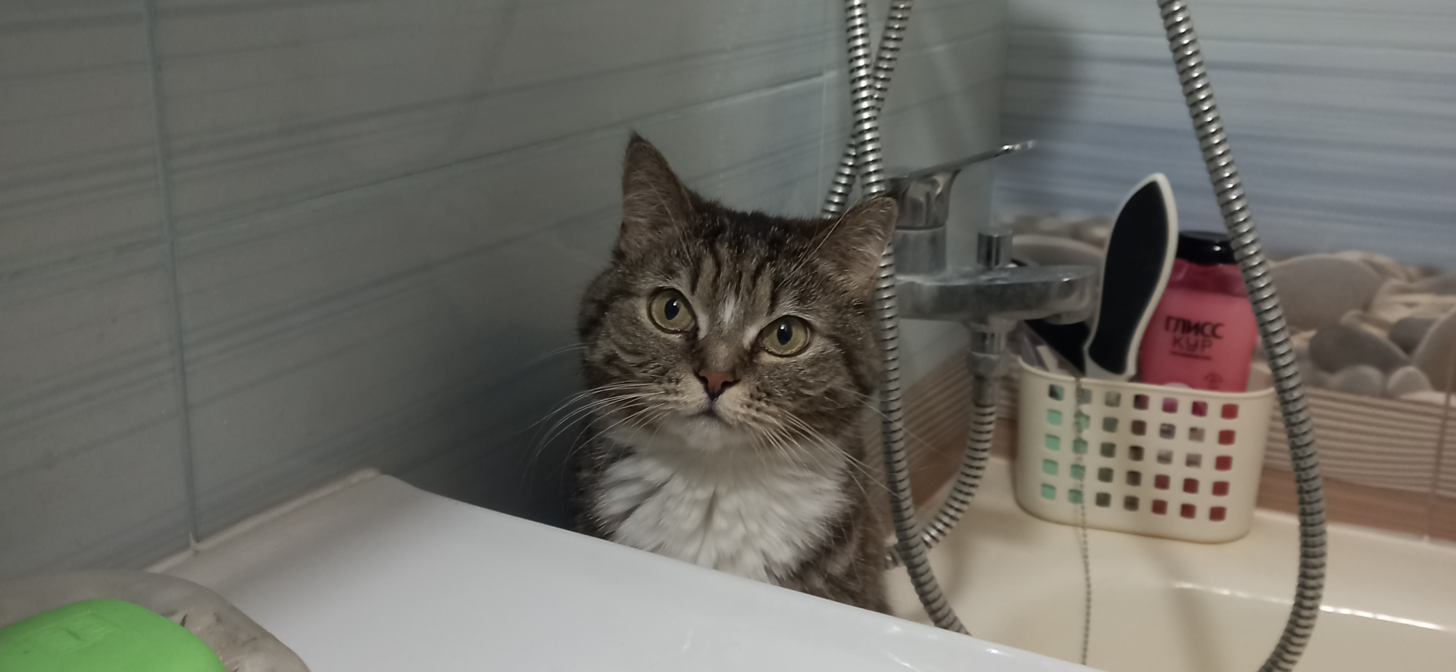 Фото питомца: кошка Нюша занимается домашними делами