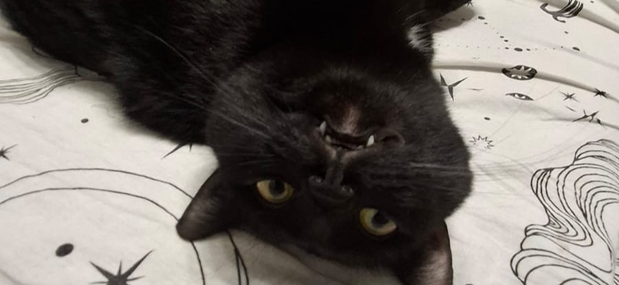 Фото питомцев: кошки Оливка и Маслина отдыхают