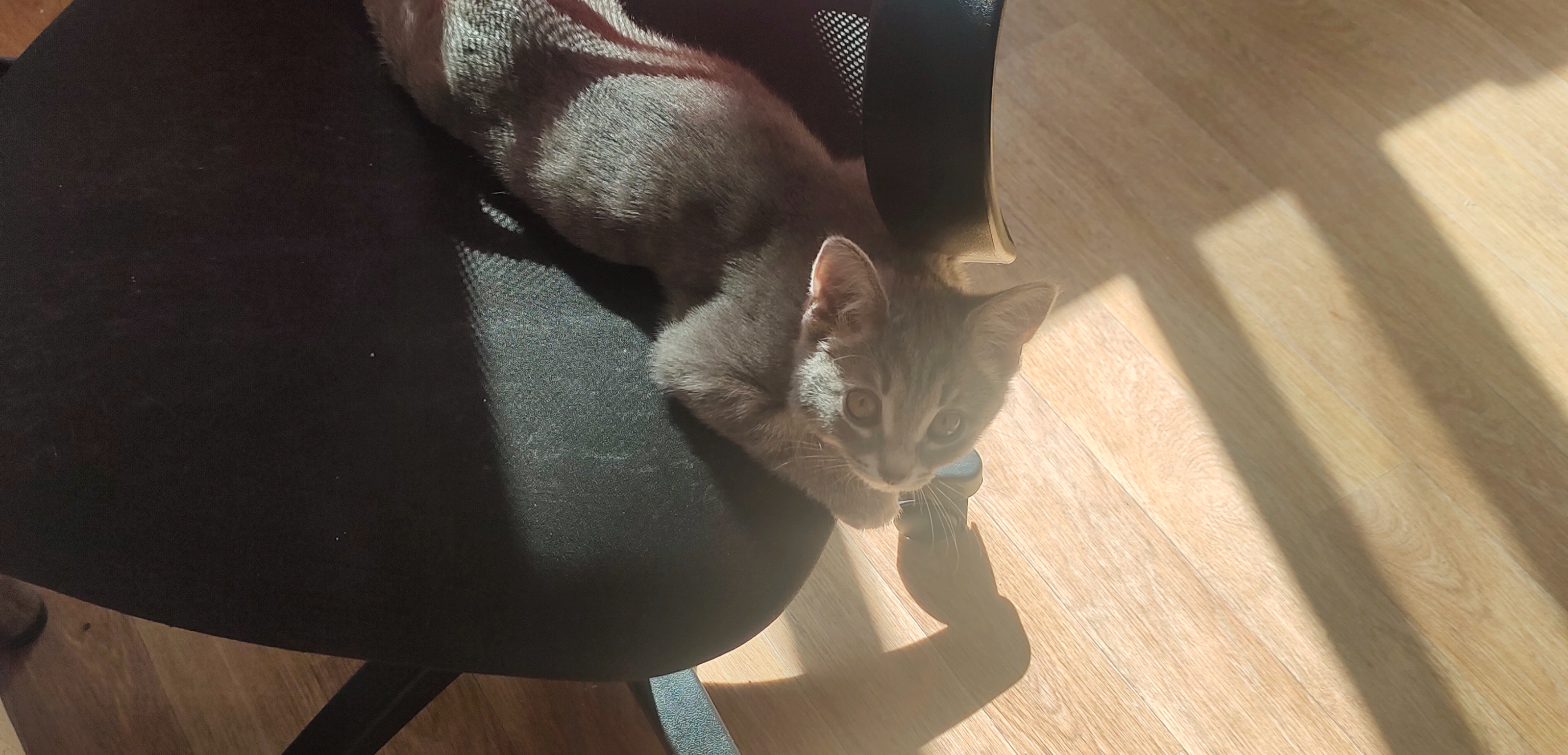 Фото питомцев: кошка и кот отдыхают