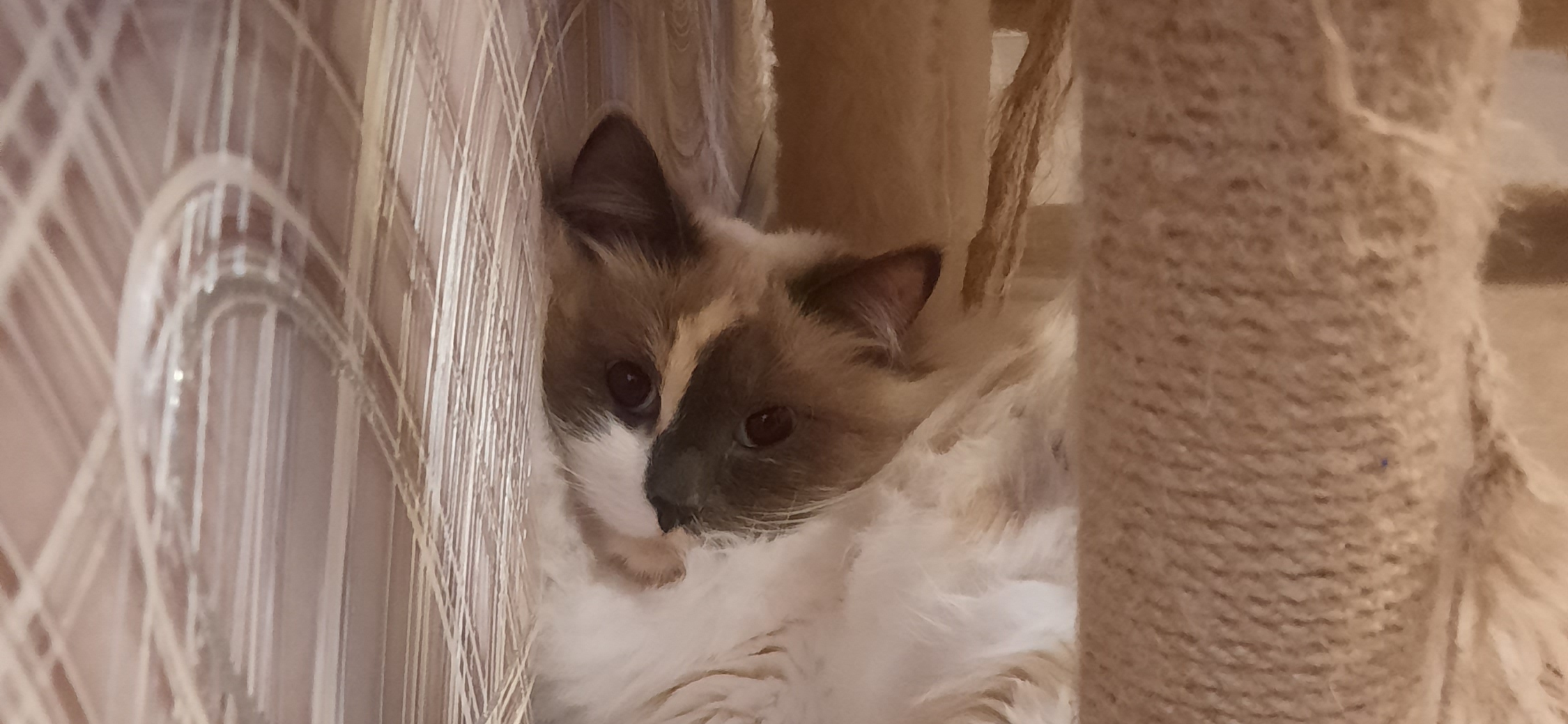 Фото питомцев: коты отдыхают