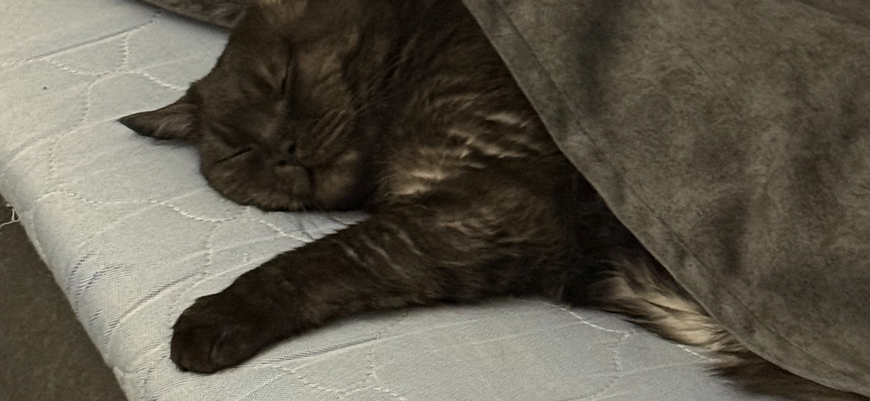 Фото питомцев: коты отдыхают