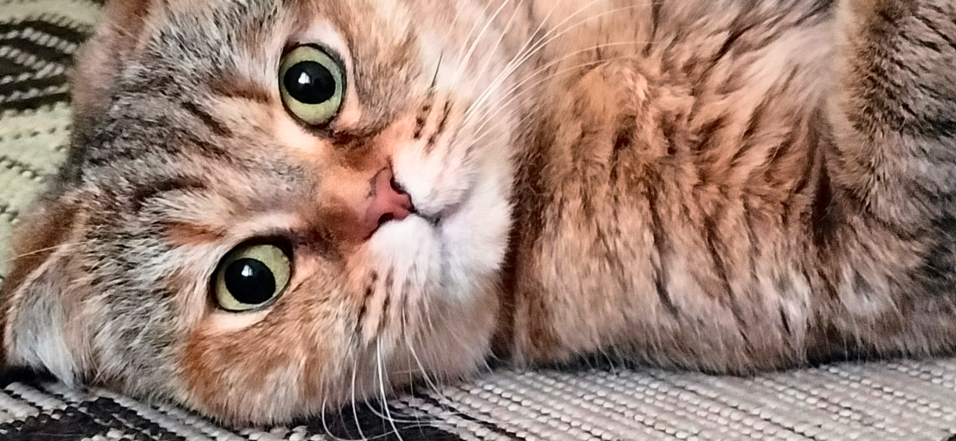 Фото питомца: кошки отдыхают