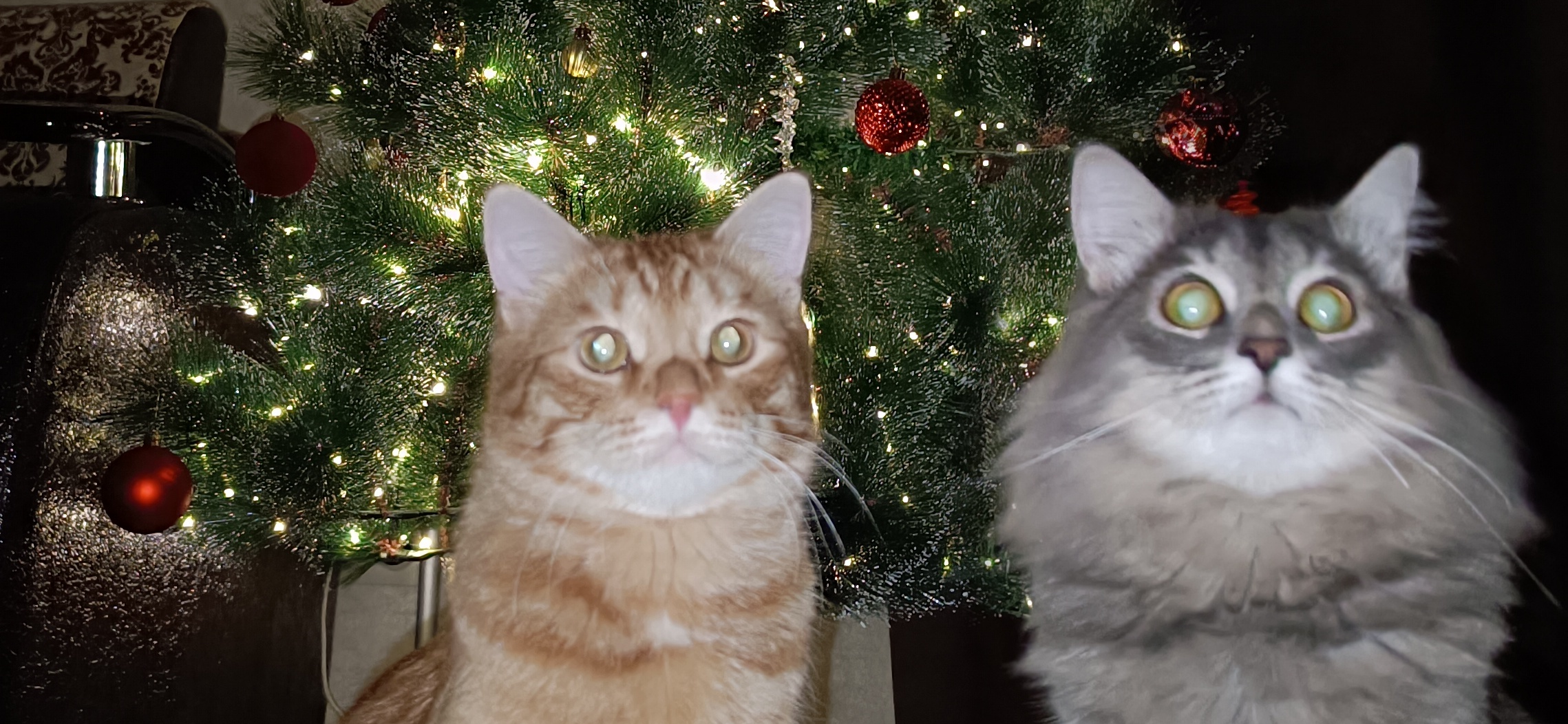 Фото питомцев: коты Персик и Дымок позируют на фоне елки, которую они разбирают каждую ночь