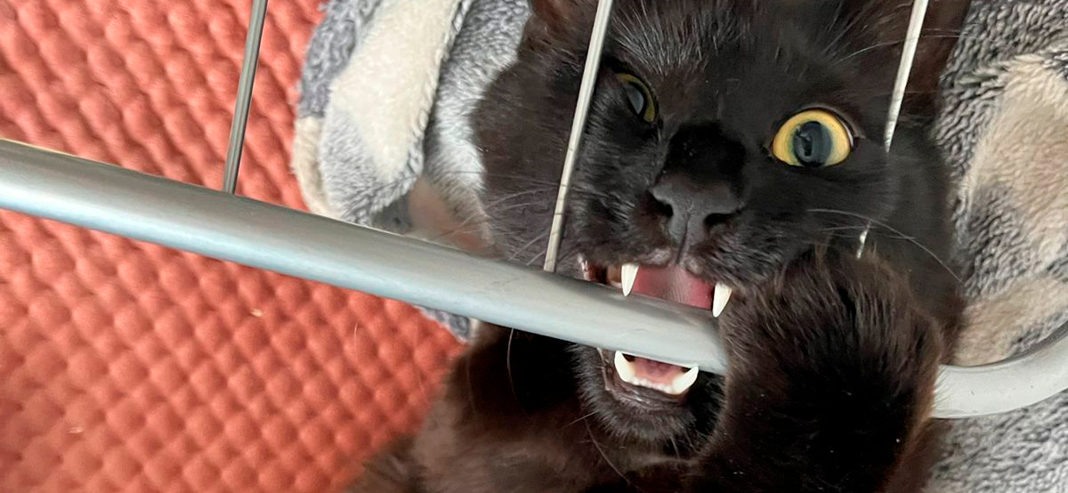 Фото питомцев: коты Персик, Перчик, Блэк и кошки Мия и Бэтти наслаждаются жизнью