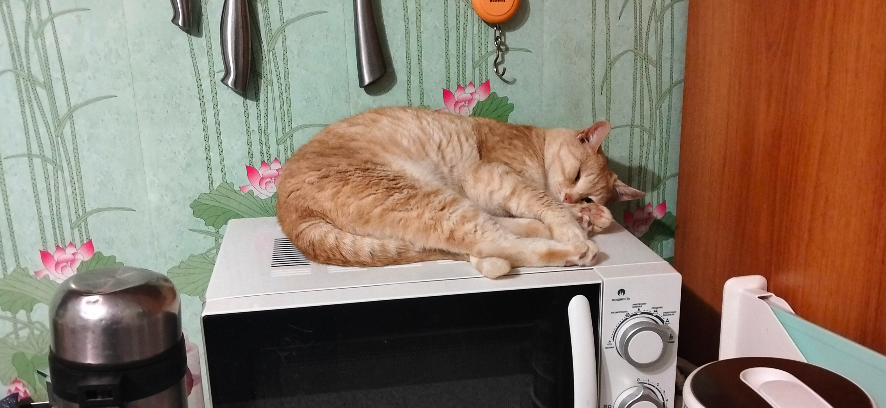 Фото питомцев: коты Петька, Васька и Рыжик отдыхают