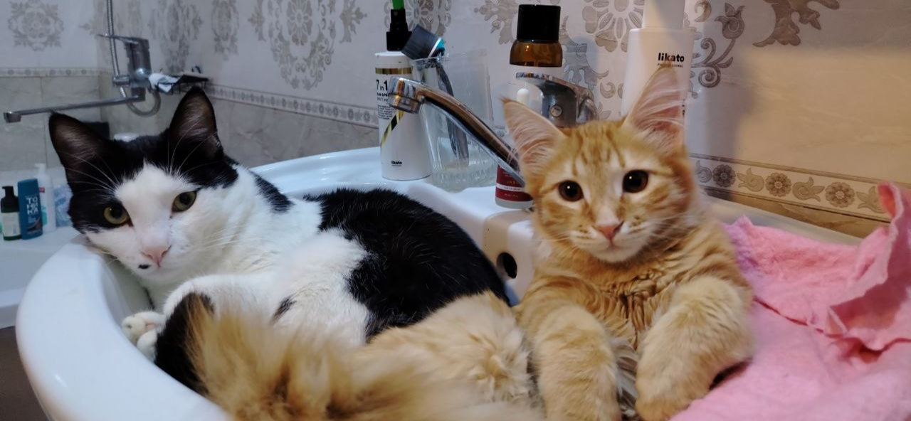 Фото питомцев: коты Пухлик, Персик, Кузя и Зайчик на страже справедливости, где бы ни находились