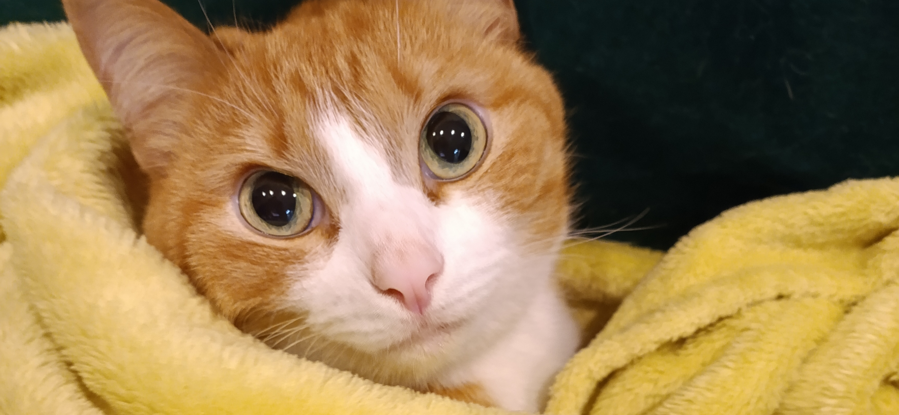 Фото питомцев: два кота пытаются согреться