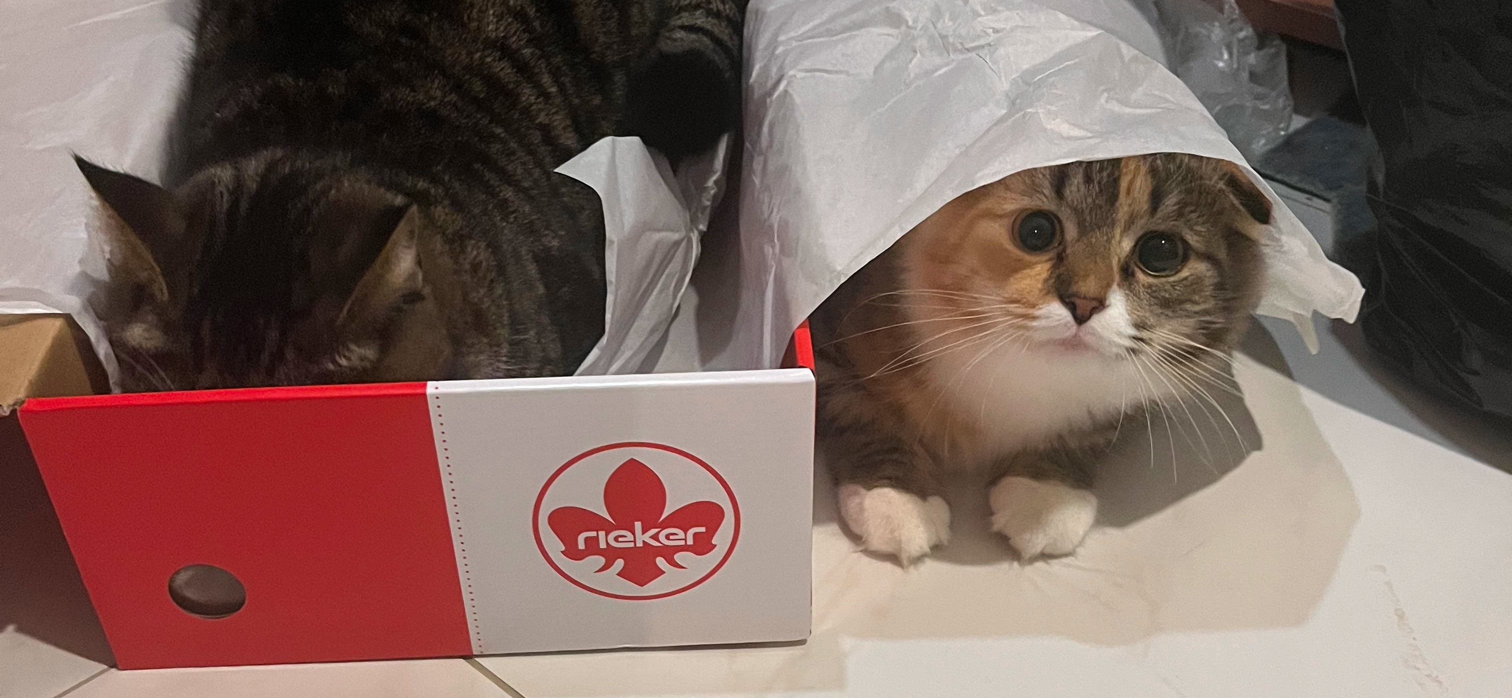 Фото питомцев: коты Барсик и Солнышко изучают коробку от новых зимних ботинок