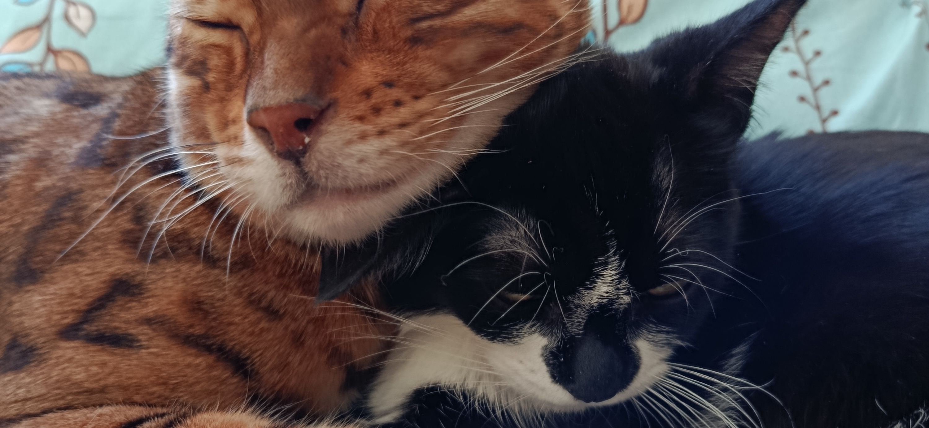 Фото питомца: коты наслаждаются жизнью