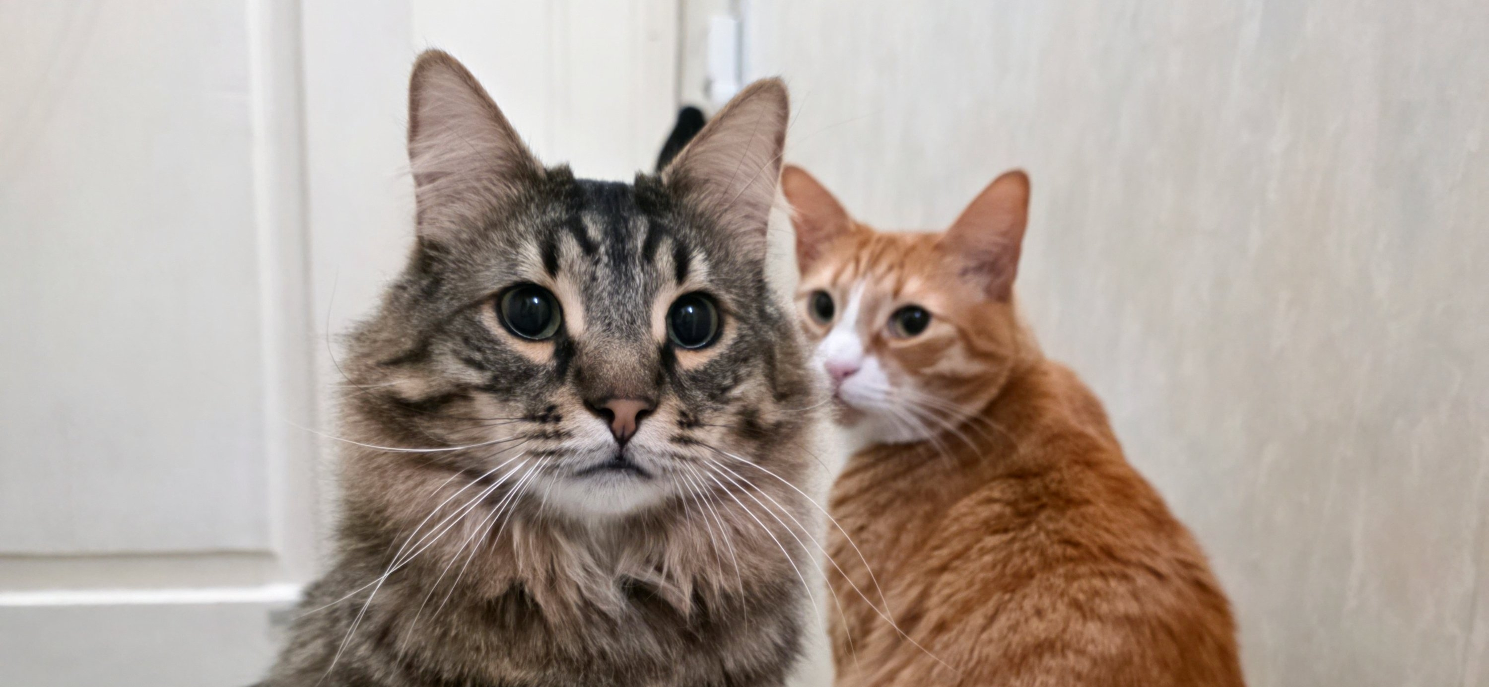 Фото питомцев: коты Репка и Персик наслаждаются жизнью