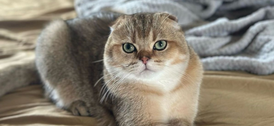 Фото питомцев: коты отдыхают