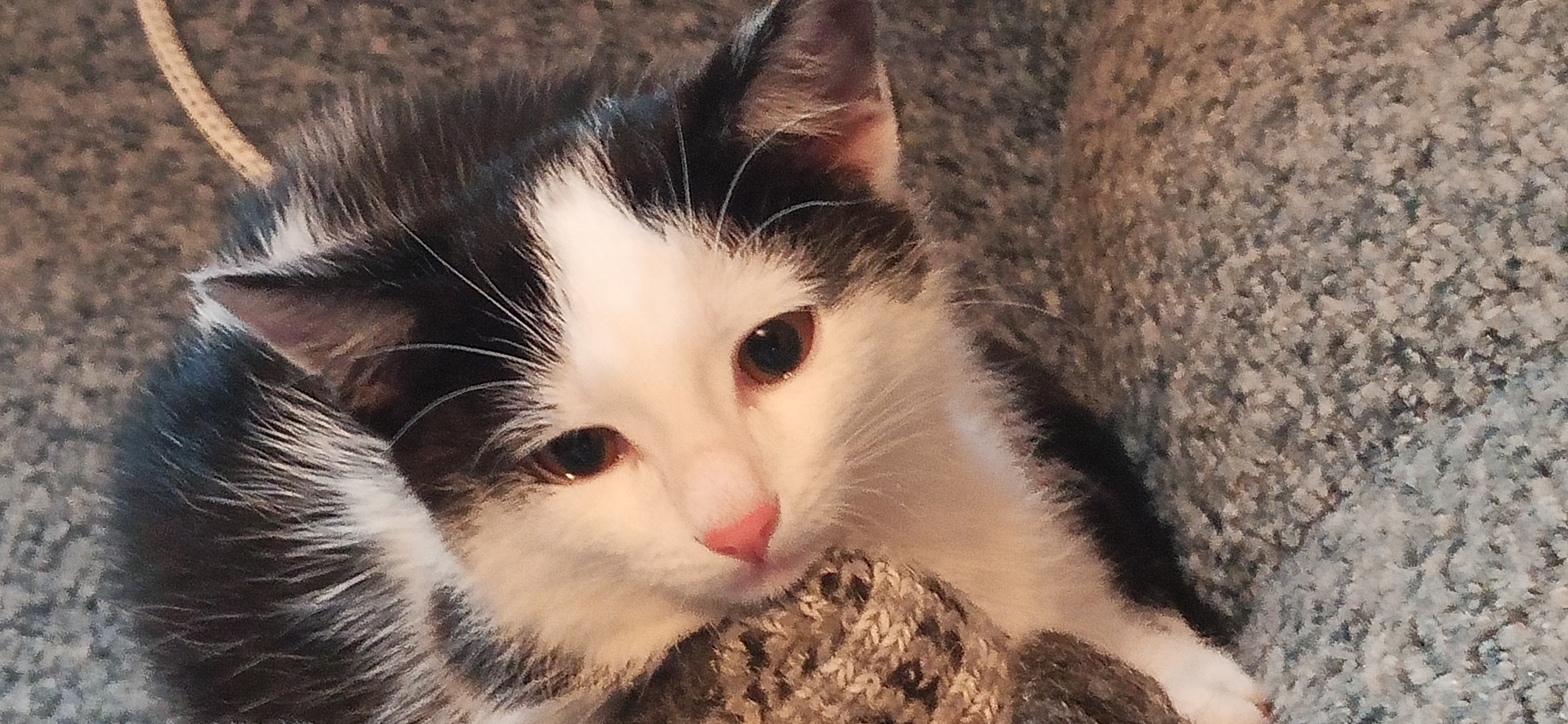 Фото питомцев: котенок Сережа и кошка Тиша наслаждаются жизнью